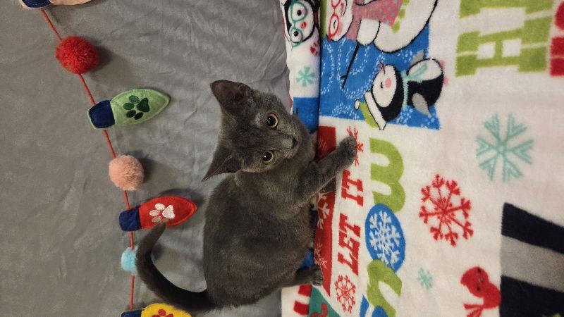 Enlarge Windee, a Adoptable Domestic Short Hair in Delran, NJ image 3/3