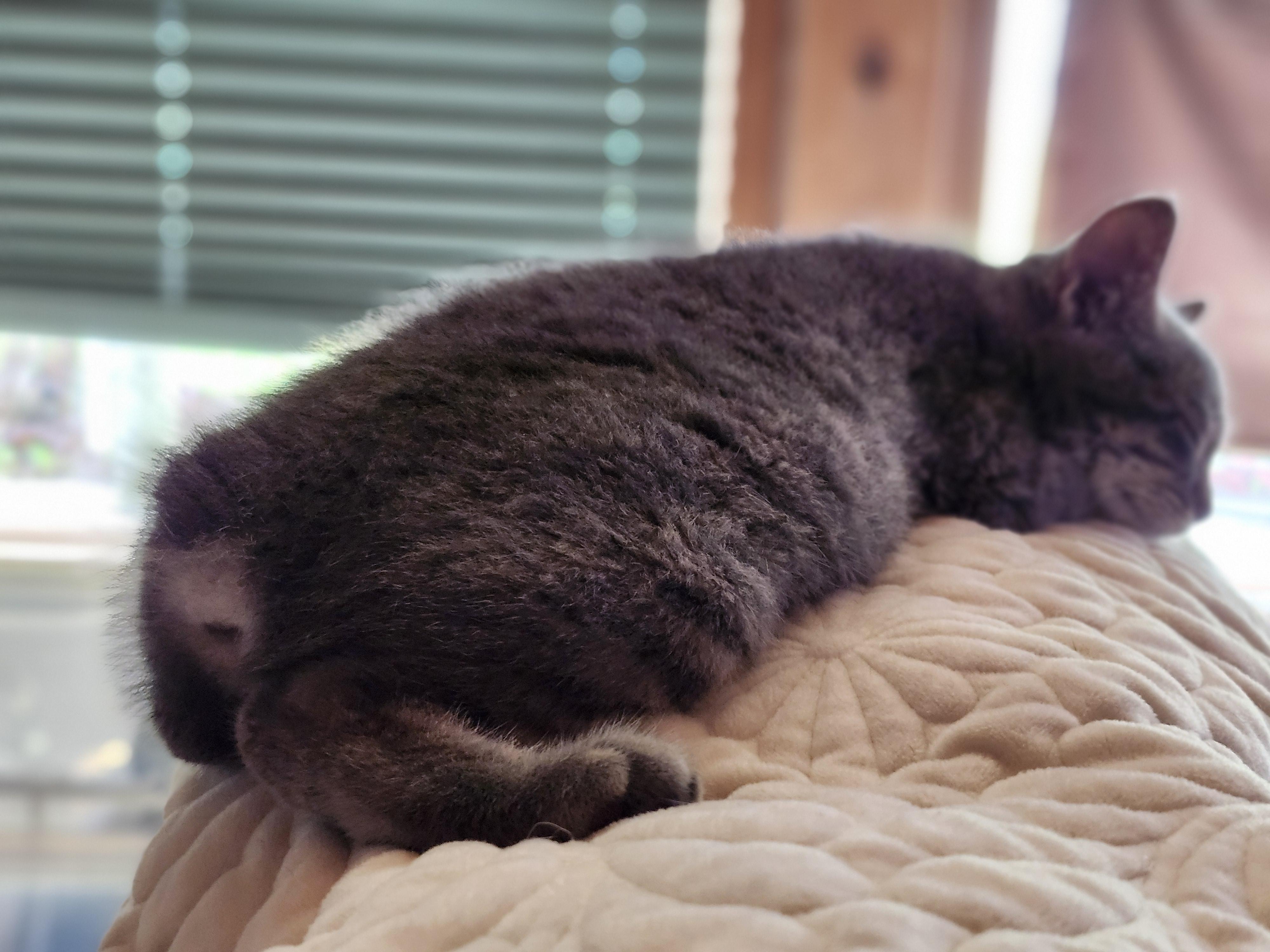 Enlarge "PEBBLES", a Adoptable mixed breed in North East, MD image 2/6