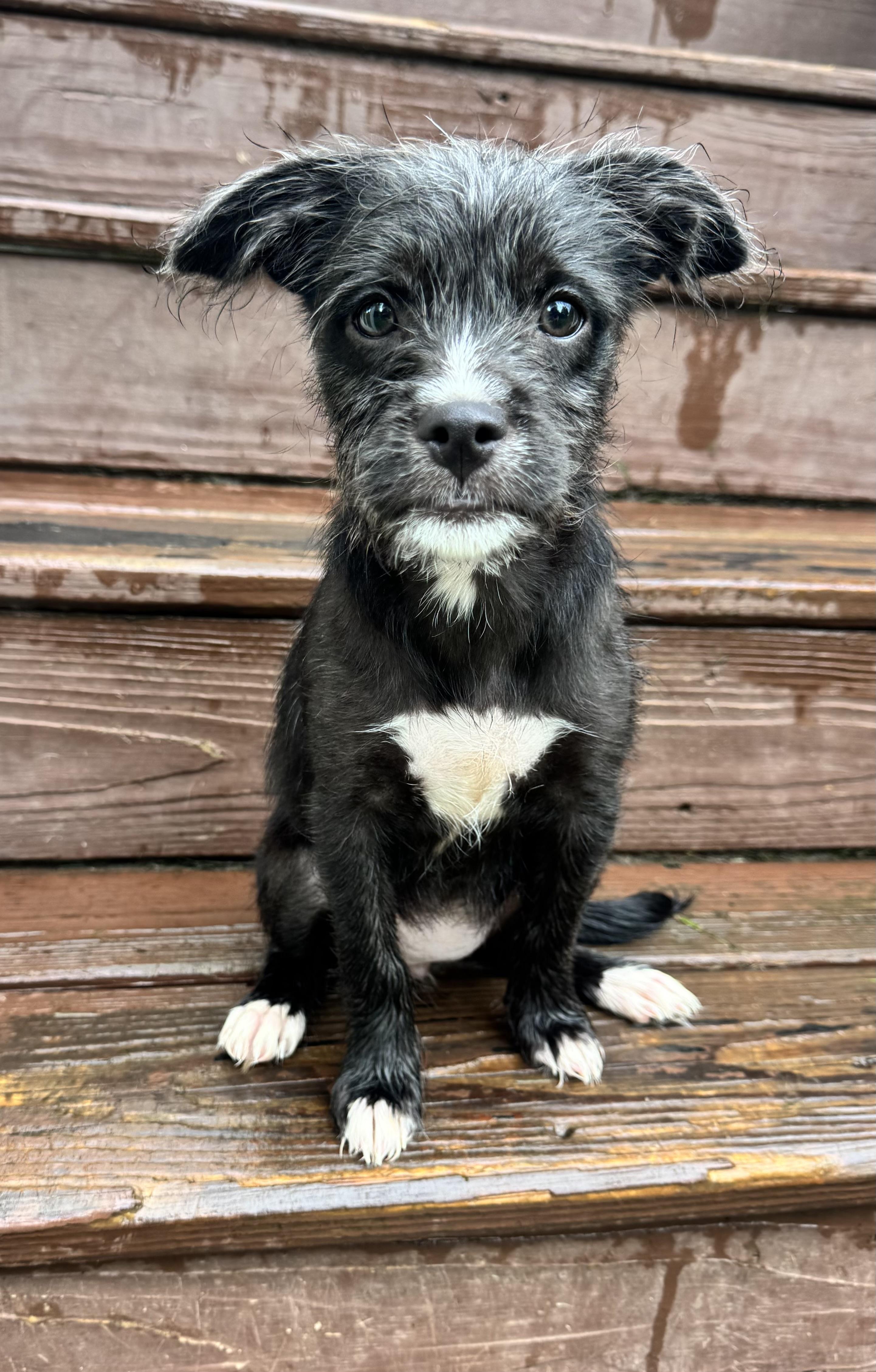 Enlarge Isla, an adopted mixed breed in Winchester , VA image 1/6