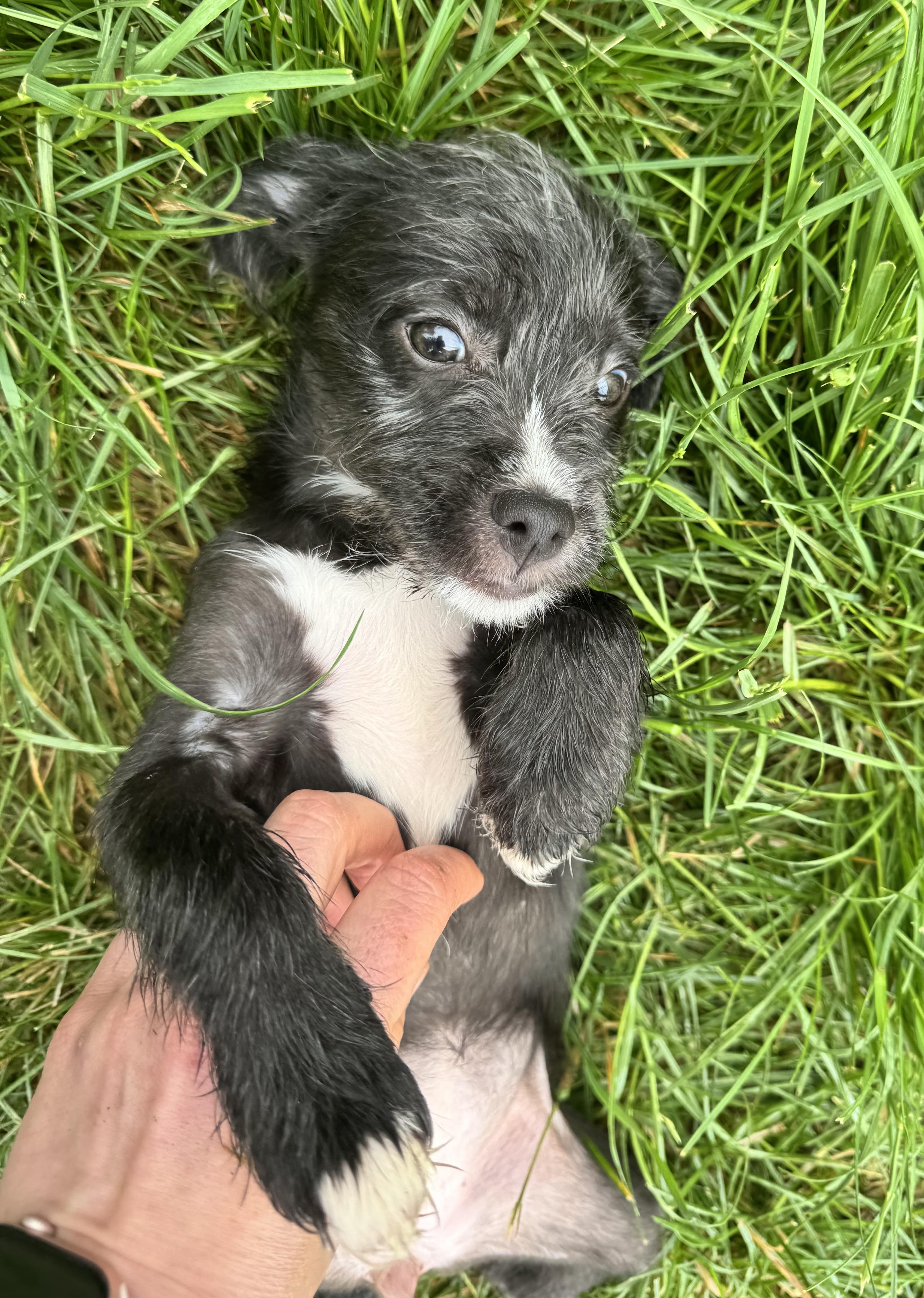 Enlarge Isla, an adopted mixed breed in Winchester , VA image 3/6