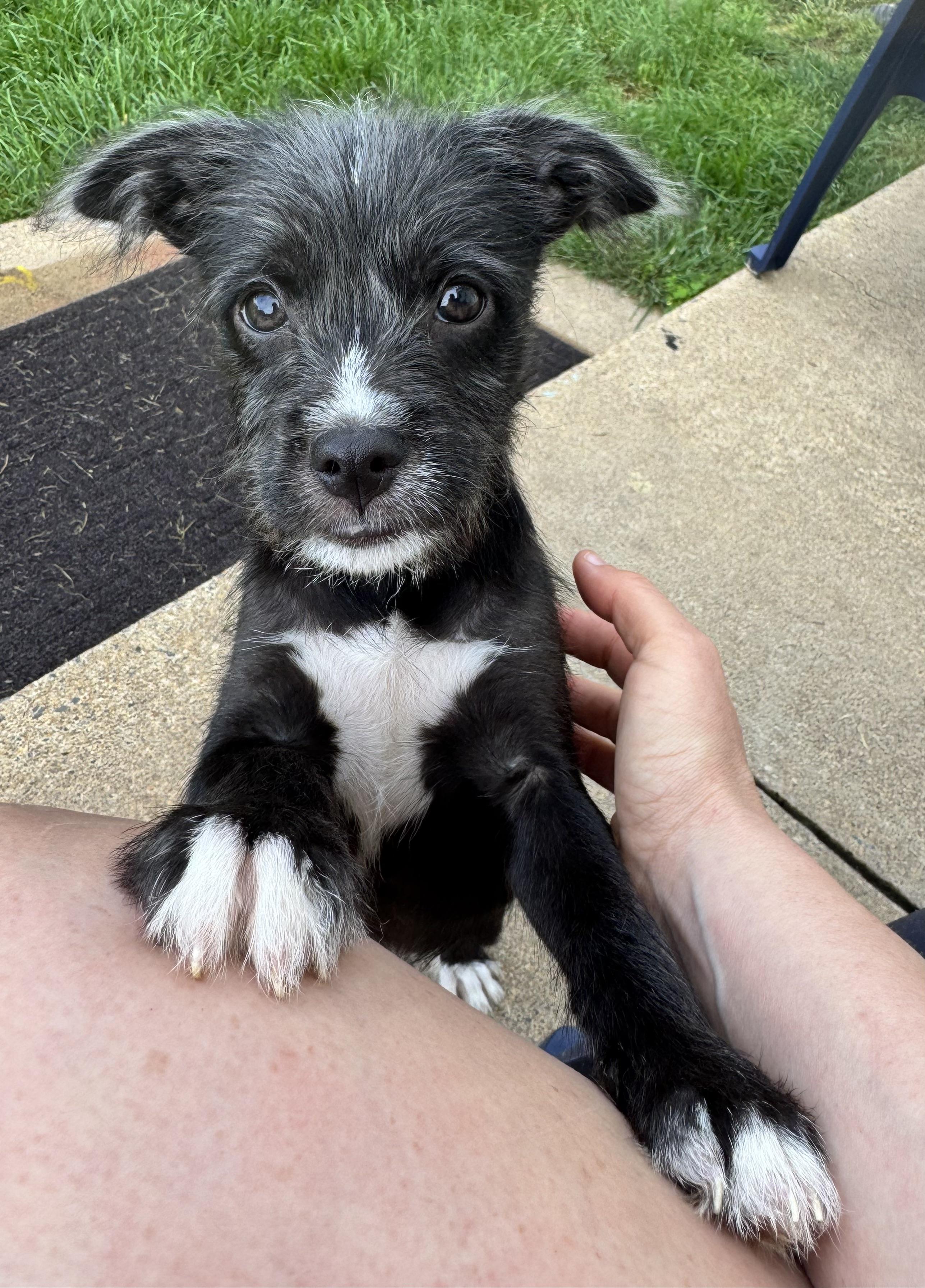 Enlarge Isla, an adopted mixed breed in Winchester , VA image 6/6