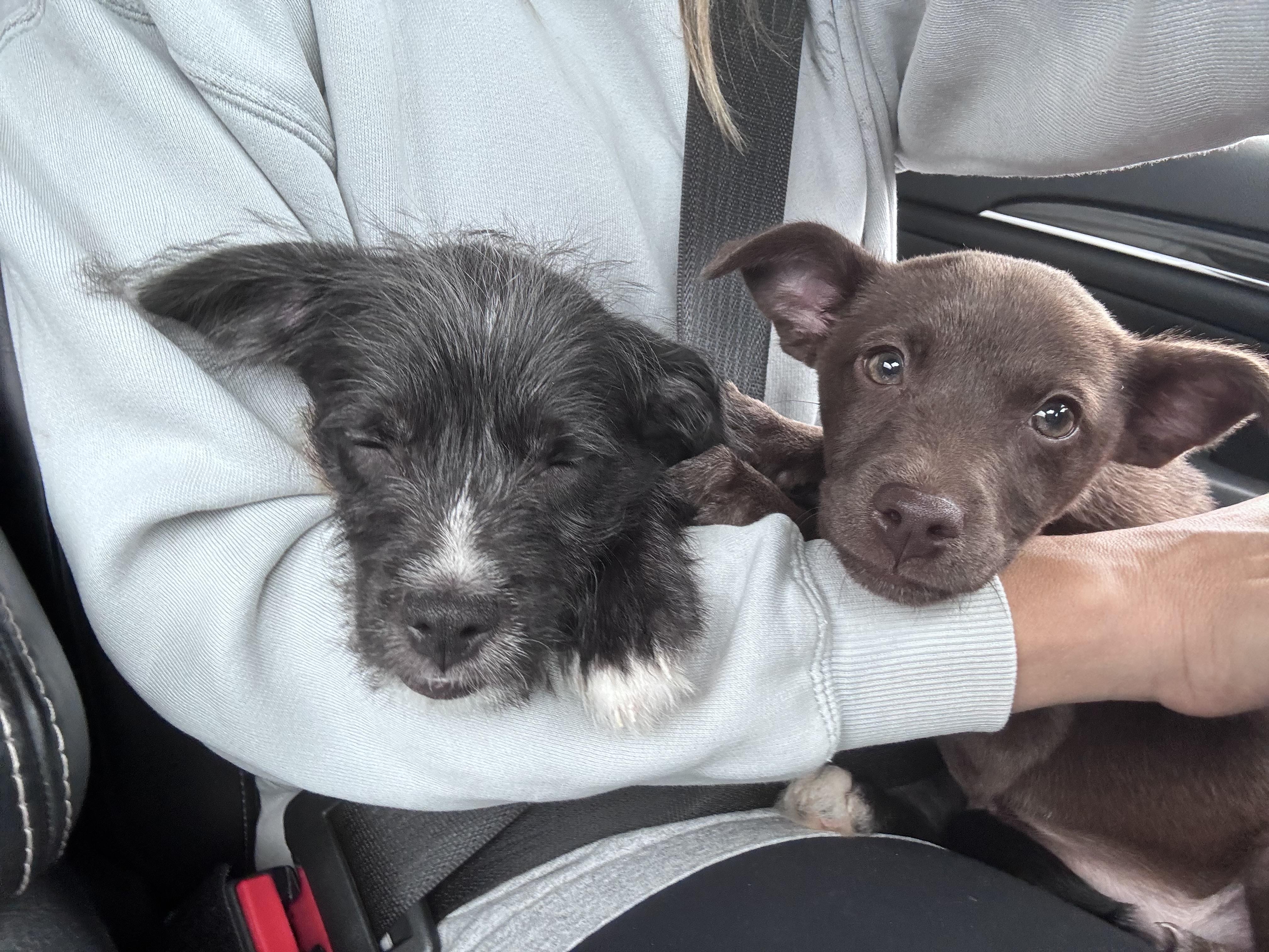 Enlarge Isla, an adopted mixed breed in Winchester , VA image 5/6