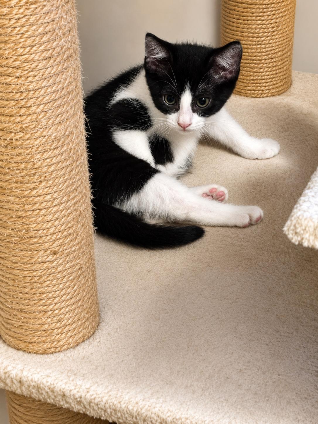 Enlarge Tammy, a Adoptable Domestic Short Hair in Rio Linda, CA image 1/2