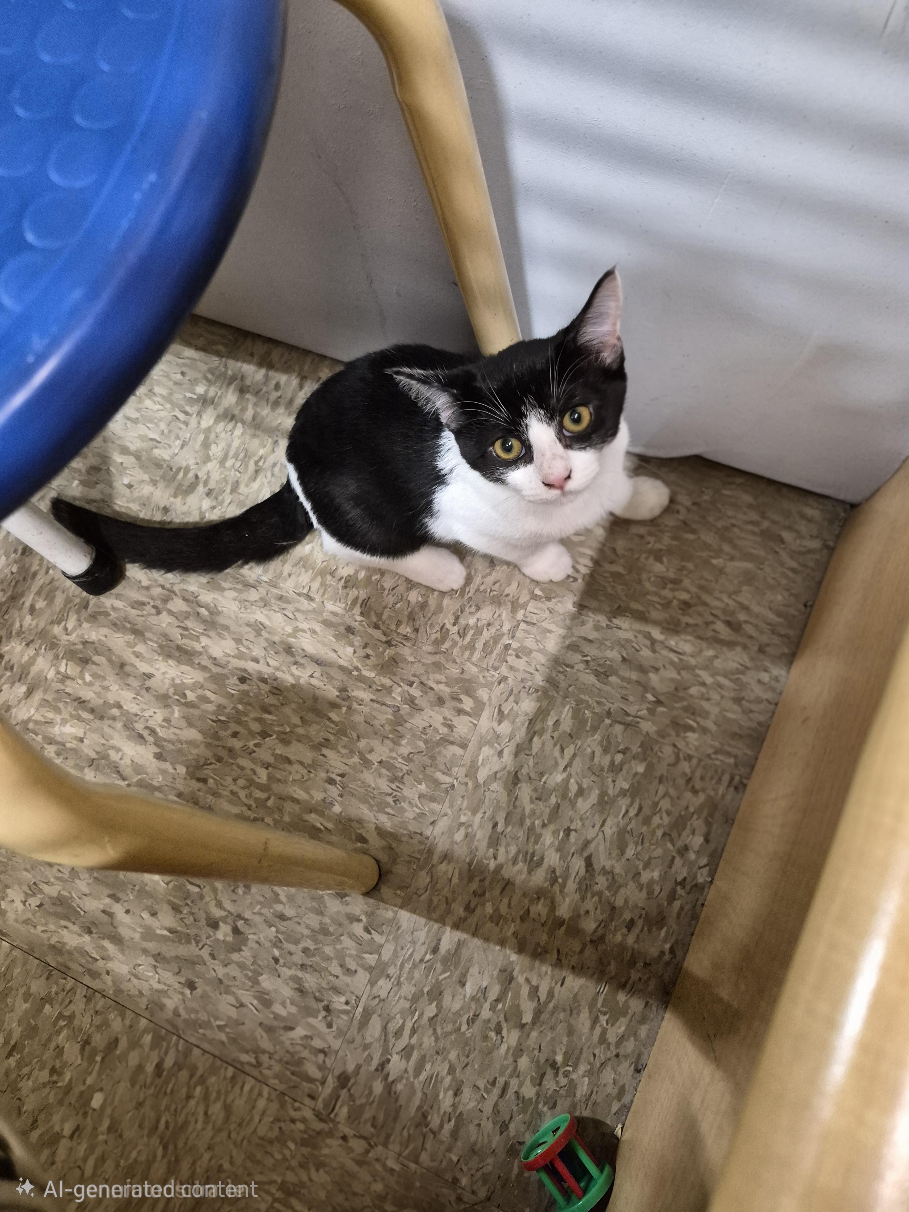 Enlarge Tammy, a Adoptable Domestic Short Hair in Rio Linda, CA image 2/2