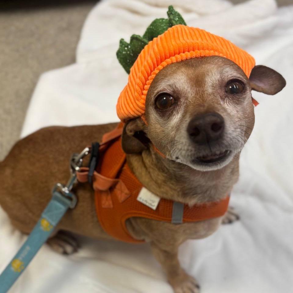 Enlarge Charlie, a Adoptable Chihuahua in Westhampton, NY image 2/6