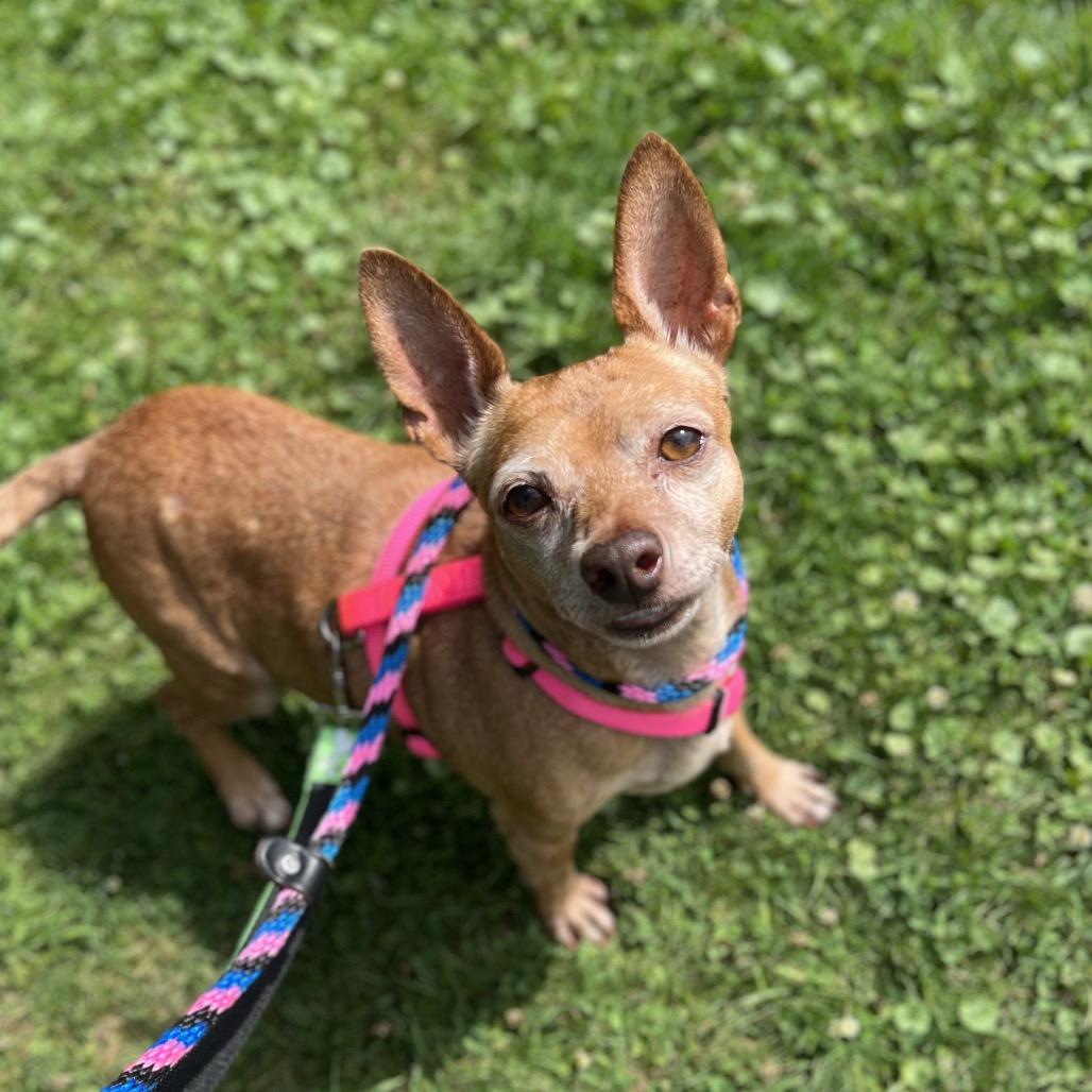 Enlarge Charlie, a Adoptable Chihuahua in Westhampton, NY image 3/6