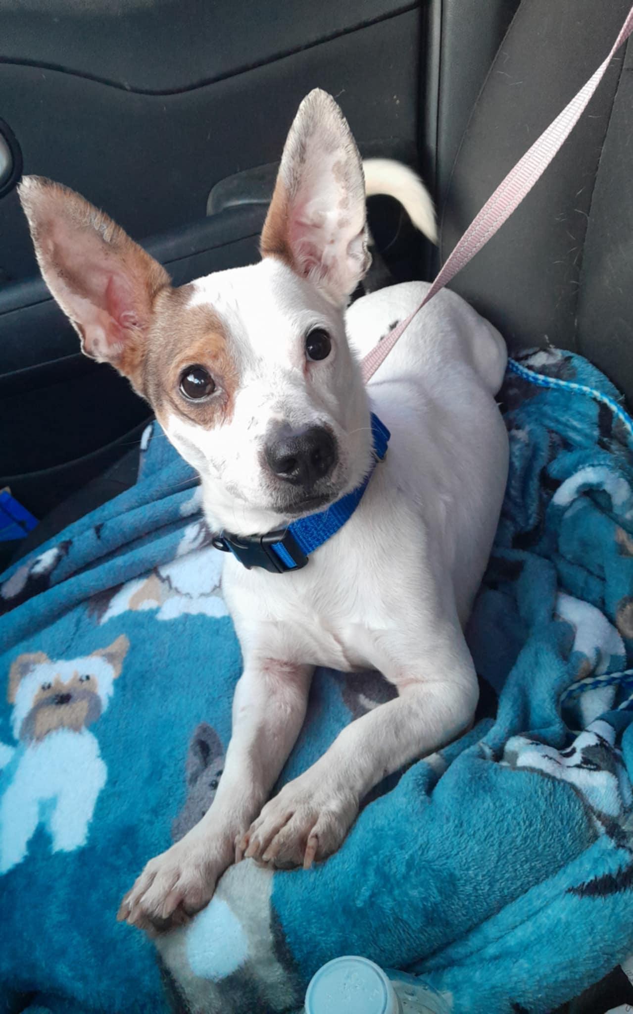 Blake, Adult Male Rat Terrier