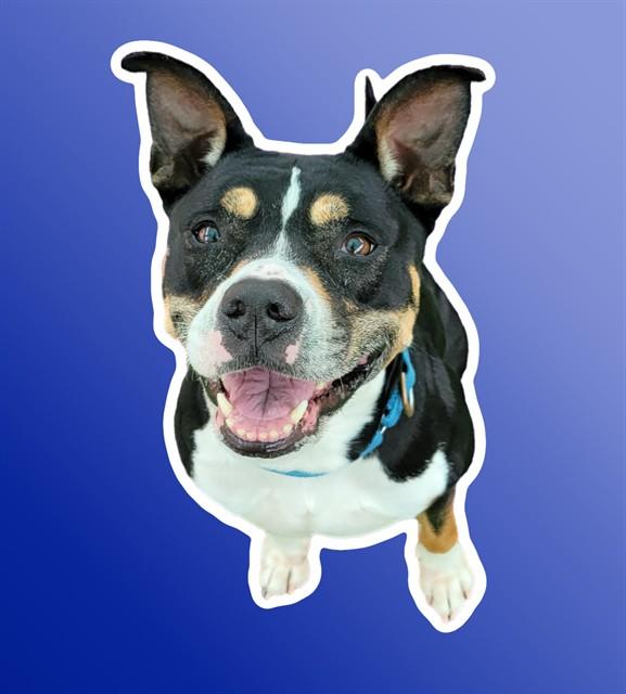 Enlarge ROXI, a Adoptable mixed breed in Sarasota, FL image 1/1