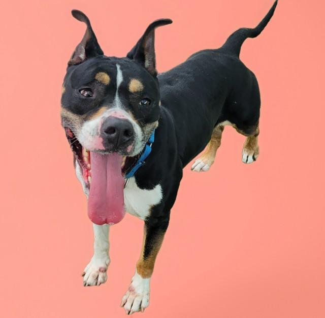 ROXI, Adoptable, Adult Female Pit Bull Terrier & Mixed Breed.