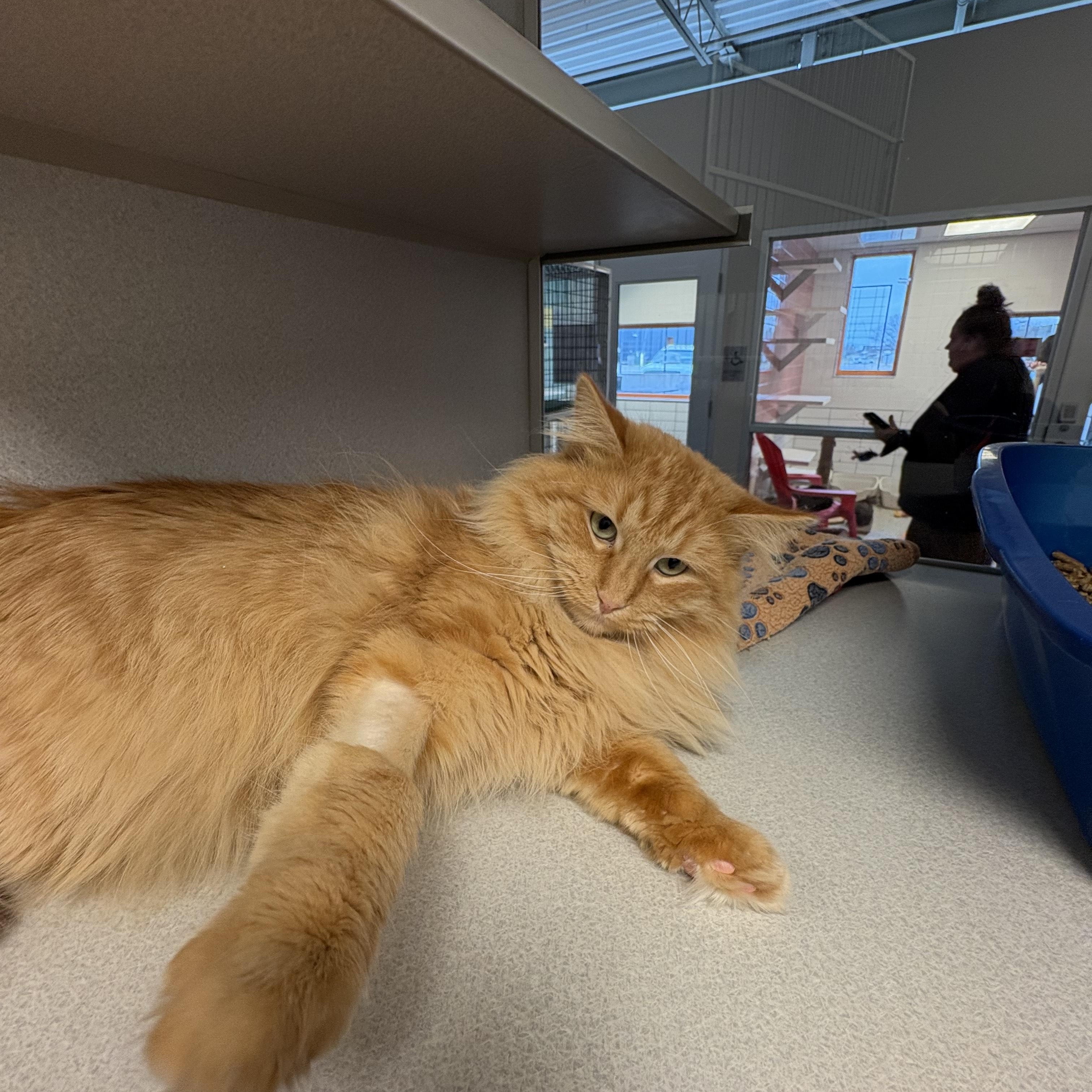 Charlie, an adopted mixed breed in Cedar Rapids, IA image 2/2