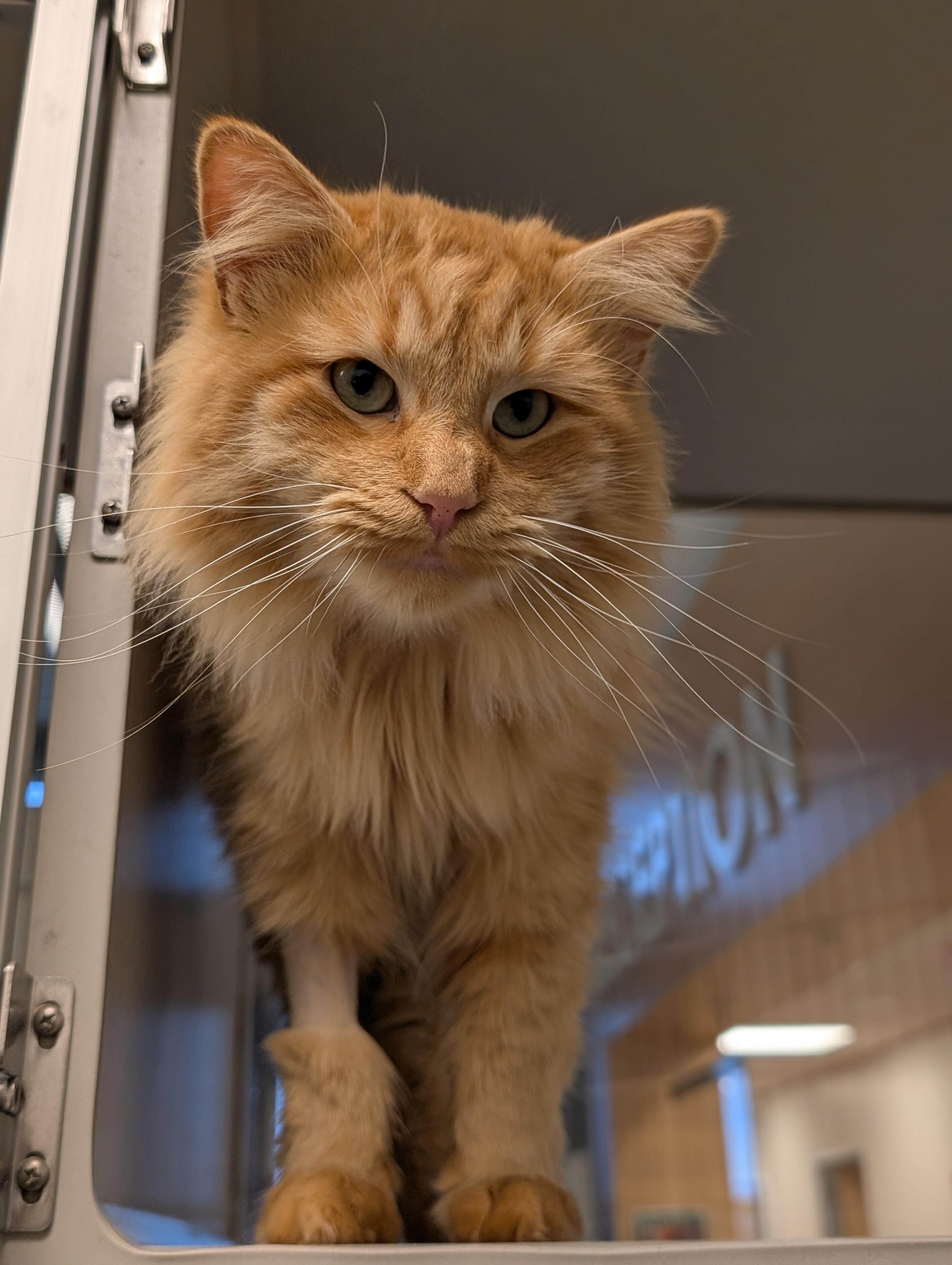 Charlie, an adopted mixed breed in Cedar Rapids, IA image 1/2