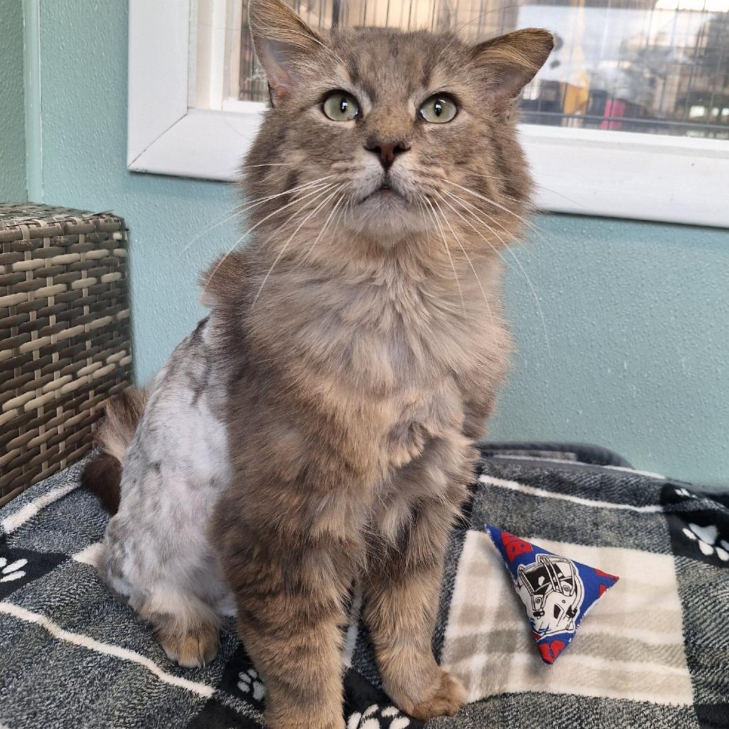 Enlarge Theo, a Adoptable Domestic Long Hair in Attica, NY image 1/4