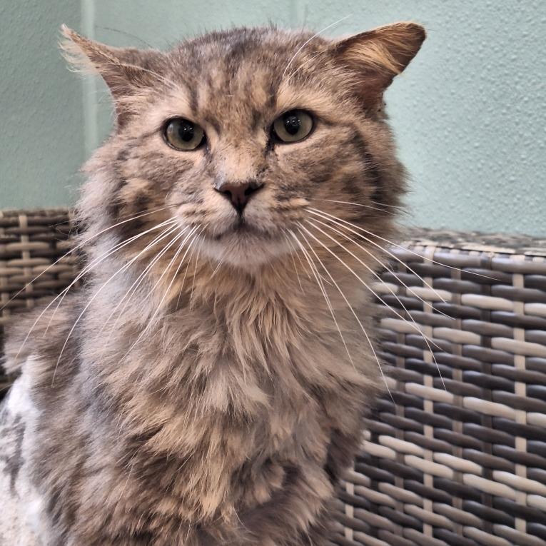 Enlarge Theo, a Adoptable Domestic Long Hair in Attica, NY image 4/4