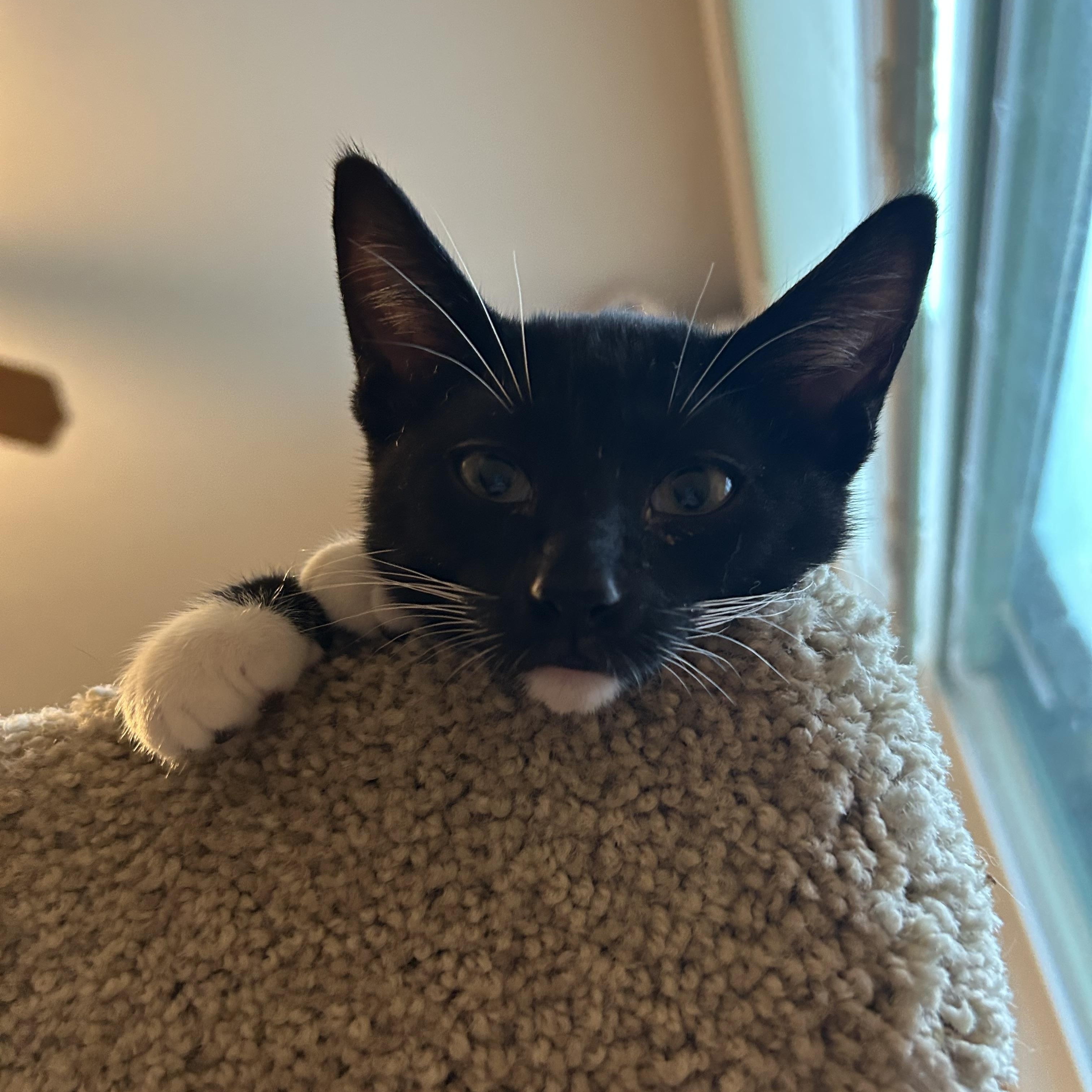 Oreo photo 5