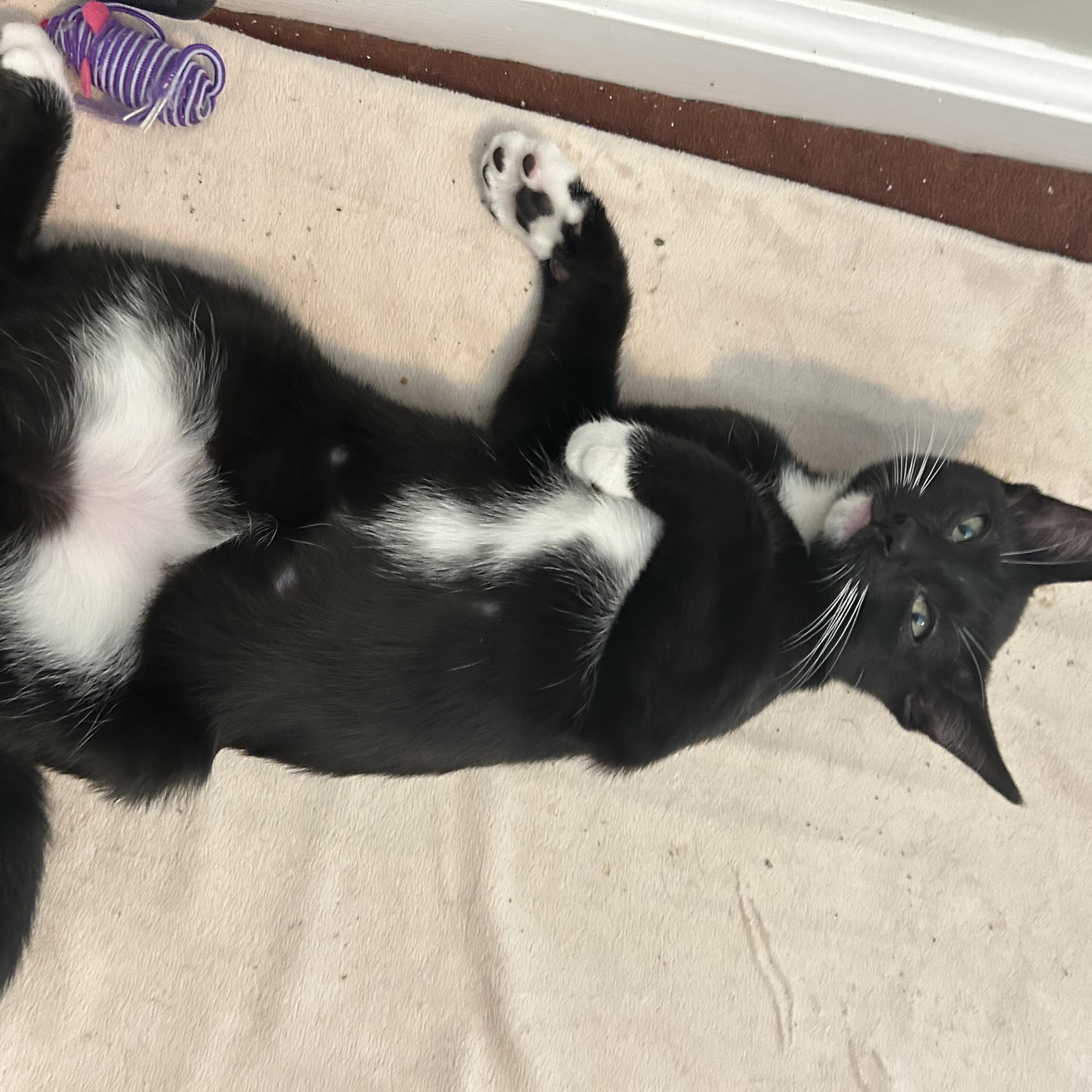 Oreo photo 6