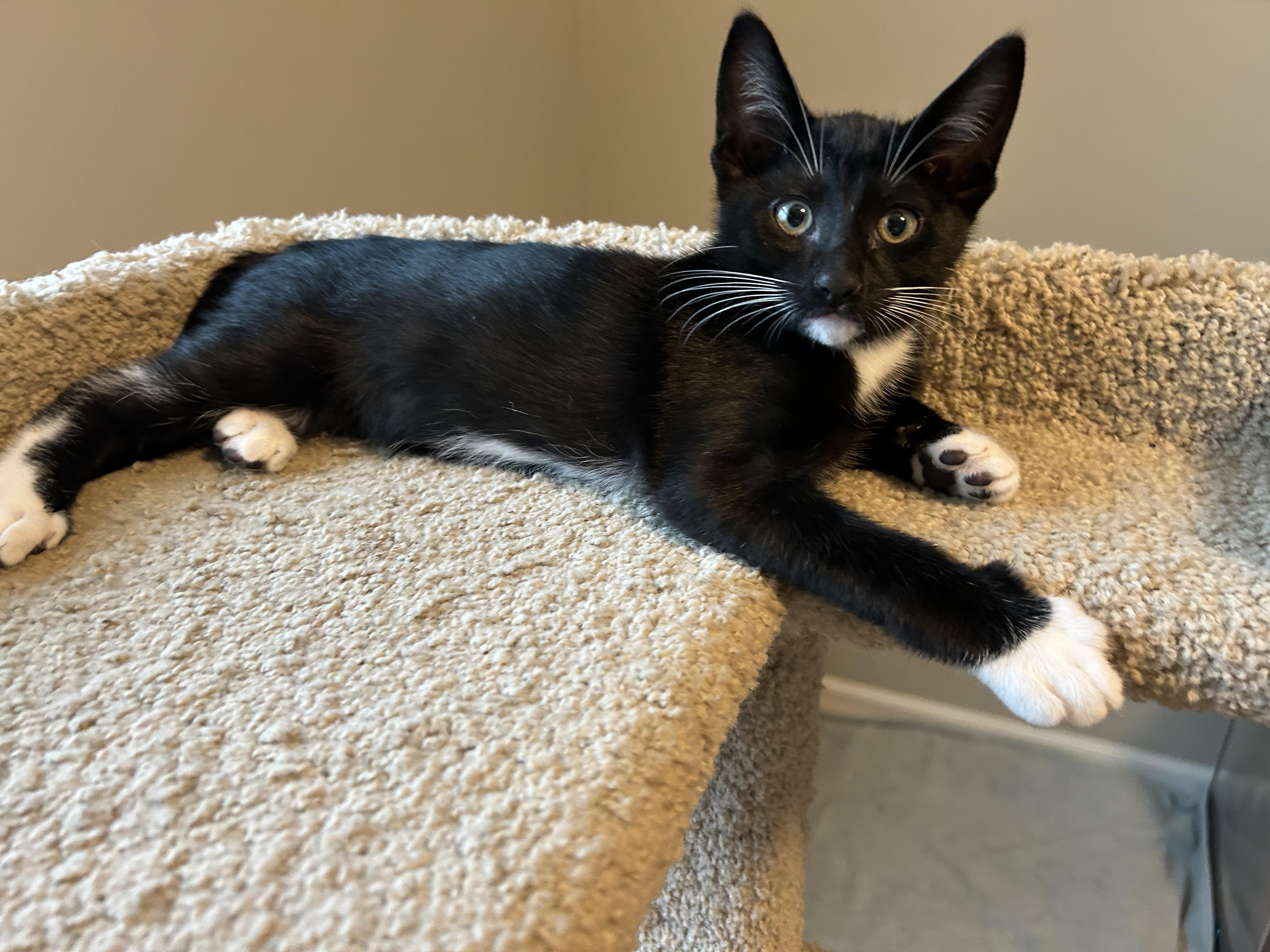 Oreo, Baby Male Domestic Short Hair