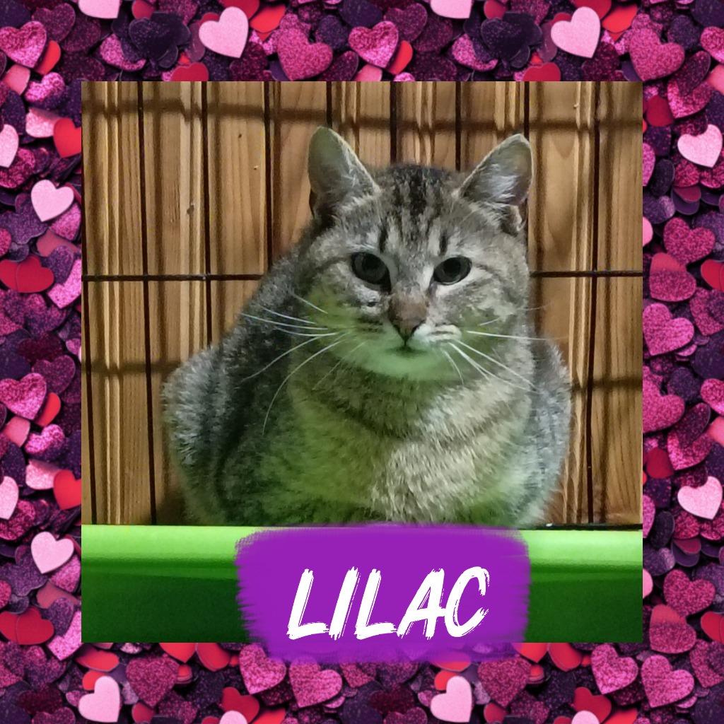 Lilac, Adoptable, Young Female Domestic Short Hair.