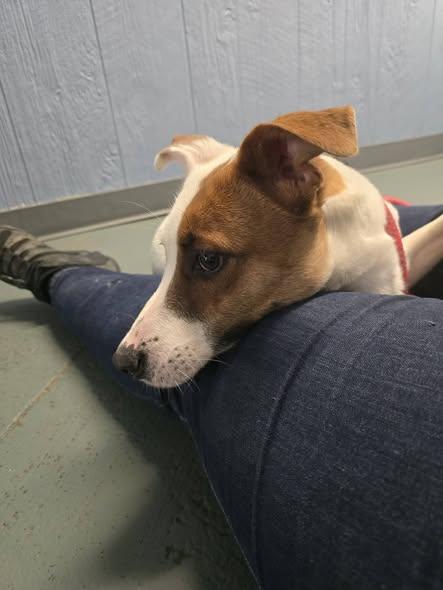 Enlarge Riley, a Adoptable mixed breed in Toledo, OH image 3/4