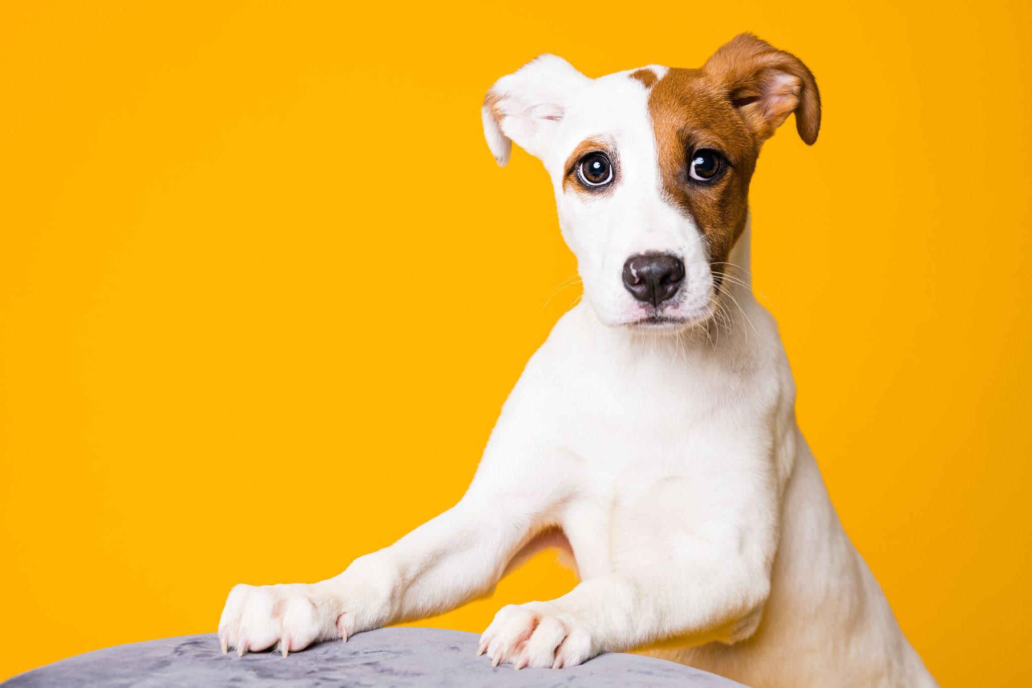 Riley, Adoptable, Young Female Jack Russell Terrier.