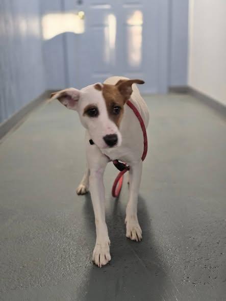 Enlarge Riley, a Adoptable mixed breed in Toledo, OH image 2/4