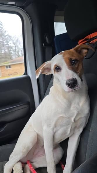 Riley, Adoptable, Young Female Jack Russell Terrier.