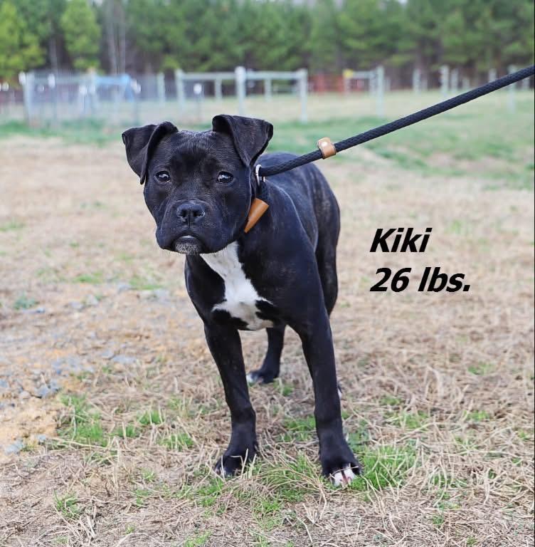 Kiki, Adoptable, Young Female Mixed Breed.