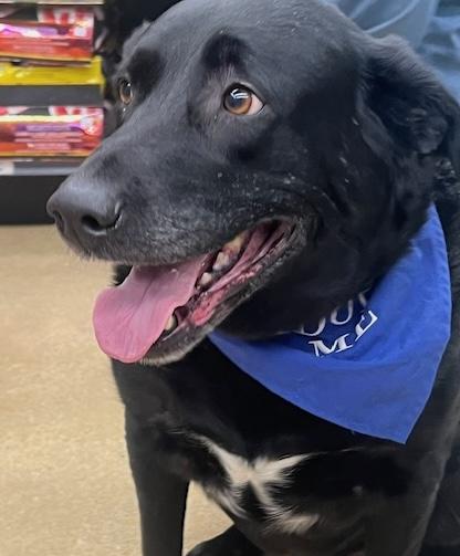 Enlarge Titan, a Adoptable mixed breed in Aurora, IL image 1/5