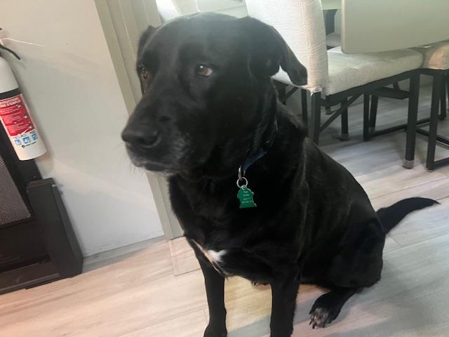 Enlarge Titan, a Adoptable mixed breed in Aurora, IL image 2/4