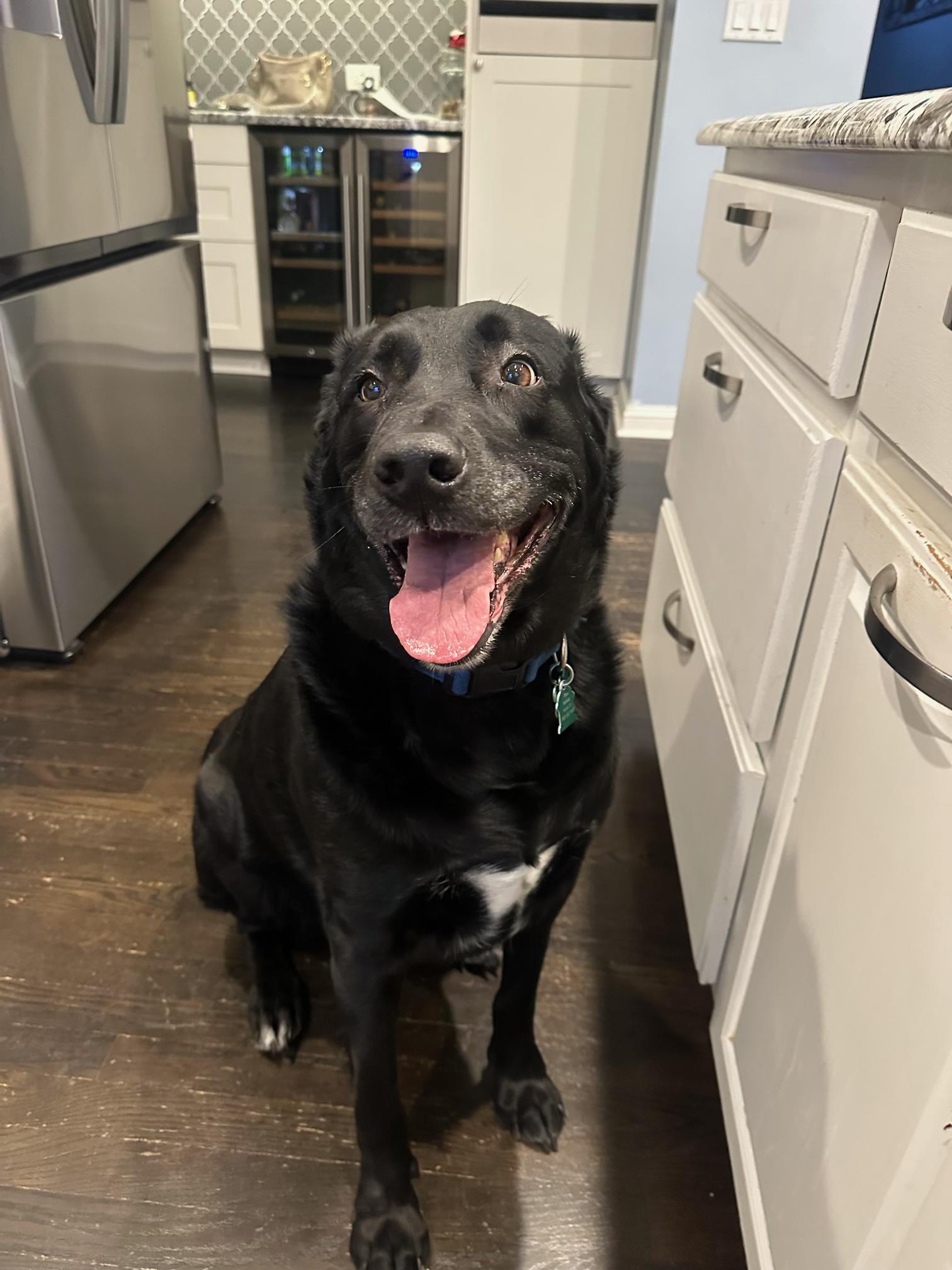 Enlarge Titan, a Adoptable mixed breed in Aurora, IL image 1/6