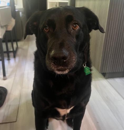 Titan, Adoptable, Adult Male Labrador Retriever.