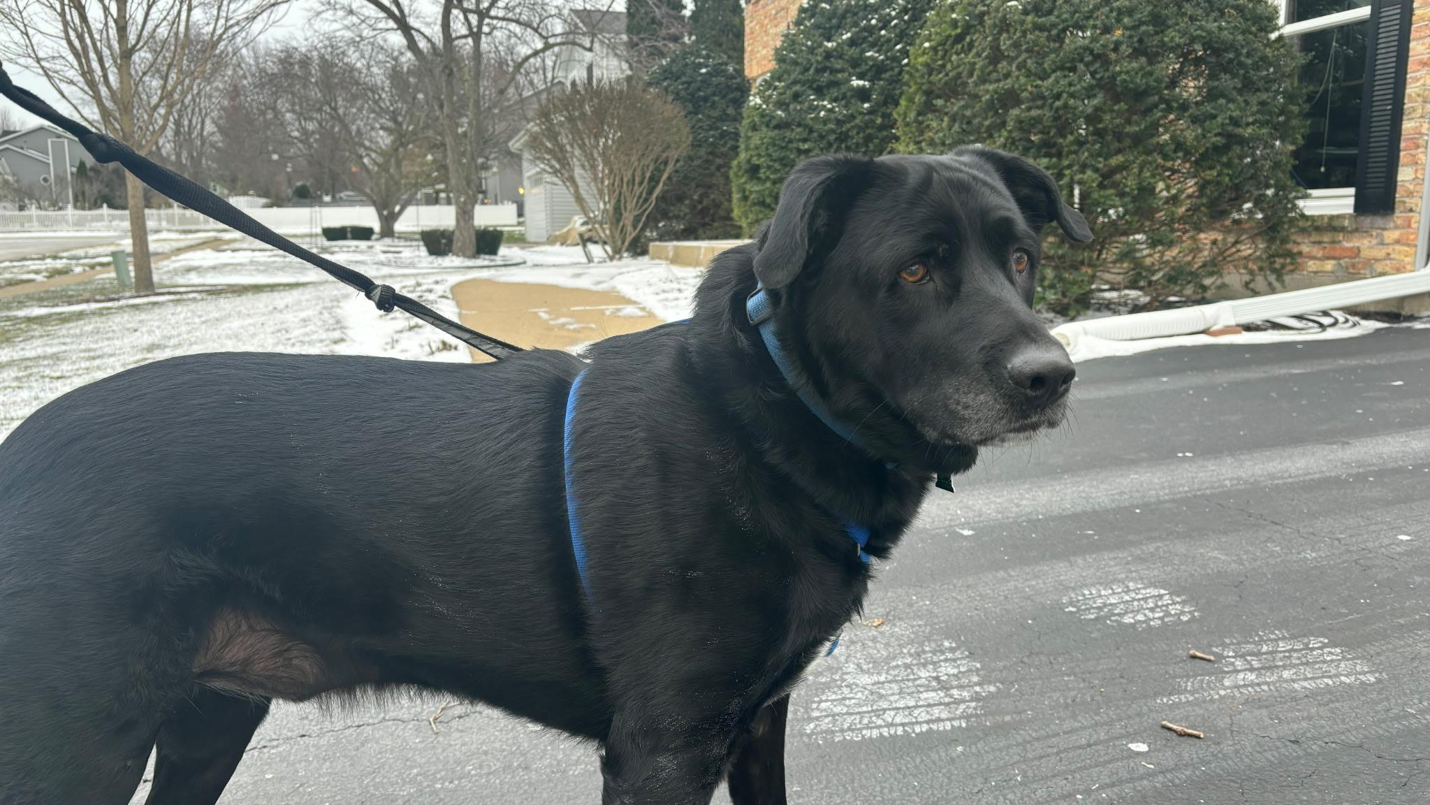 Enlarge Titan, a Adoptable mixed breed in Aurora, IL image 6/6