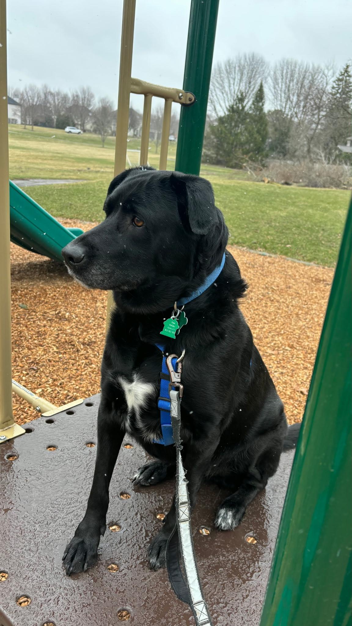 Enlarge Titan, a Adoptable mixed breed in Aurora, IL image 5/6