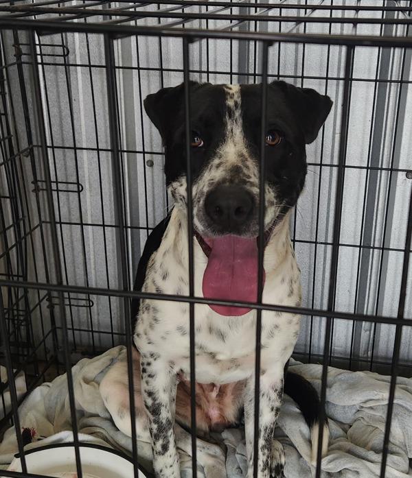 Josephine, Adoptable, Adult Female Mixed Breed.