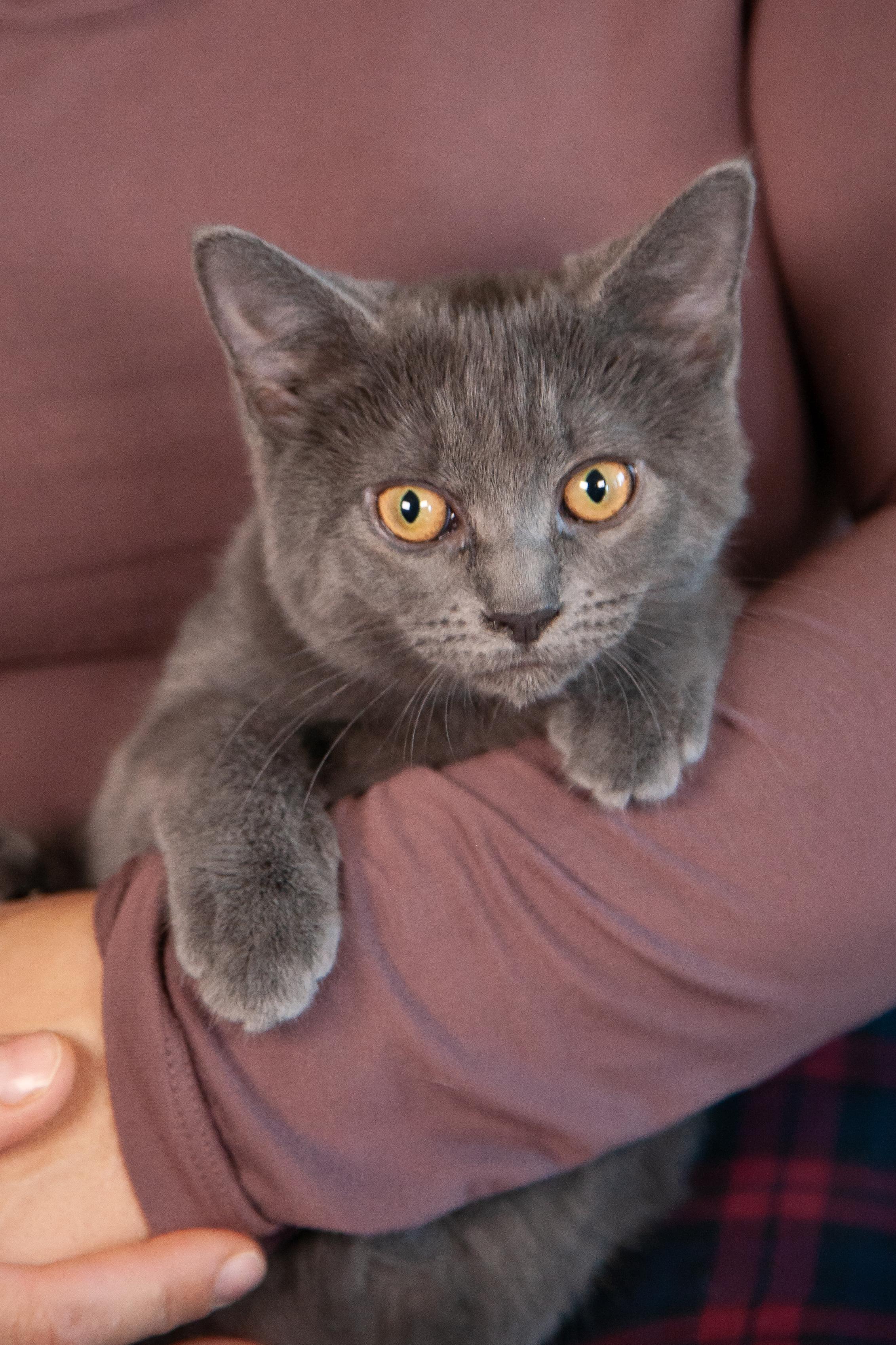 Mayari, a Adoptable Domestic Short Hair in Nashville, TN image 3/6