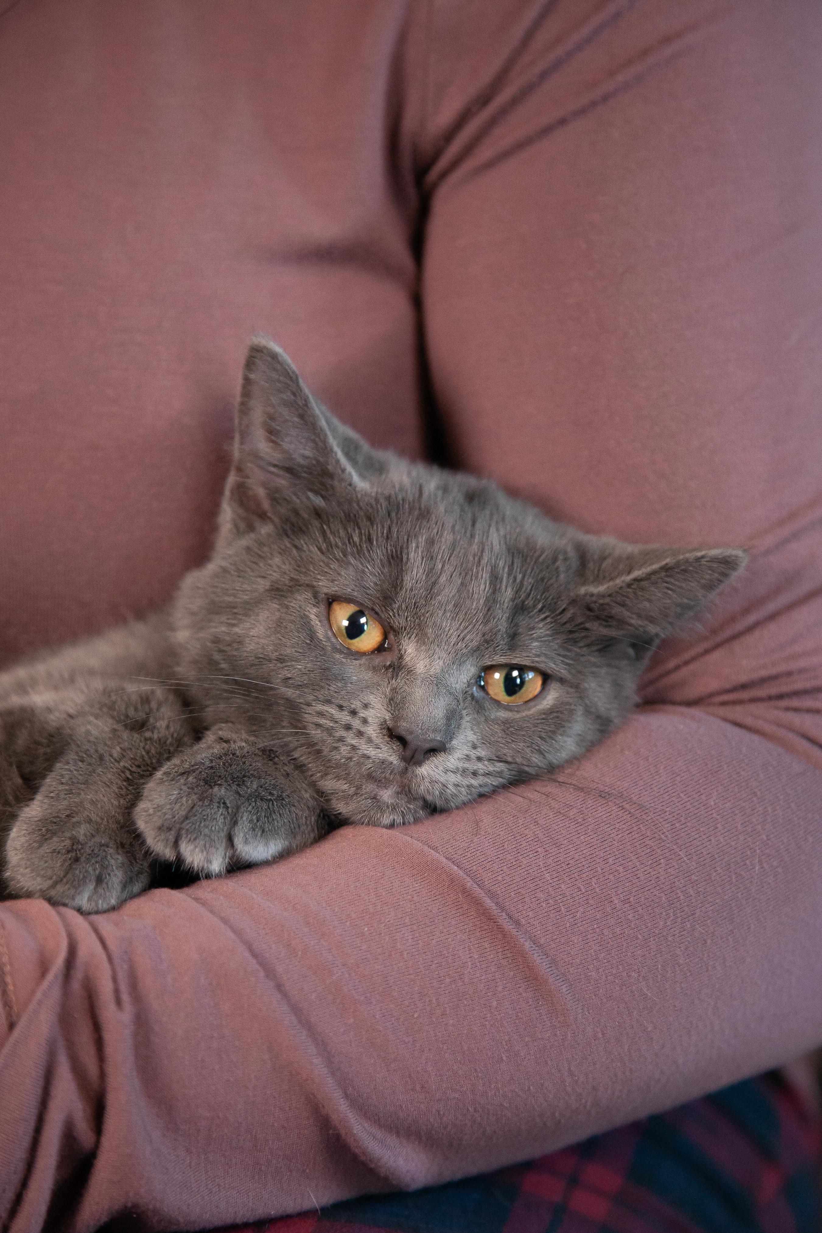 Mayari, a Adoptable Domestic Short Hair in Nashville, TN image 4/6