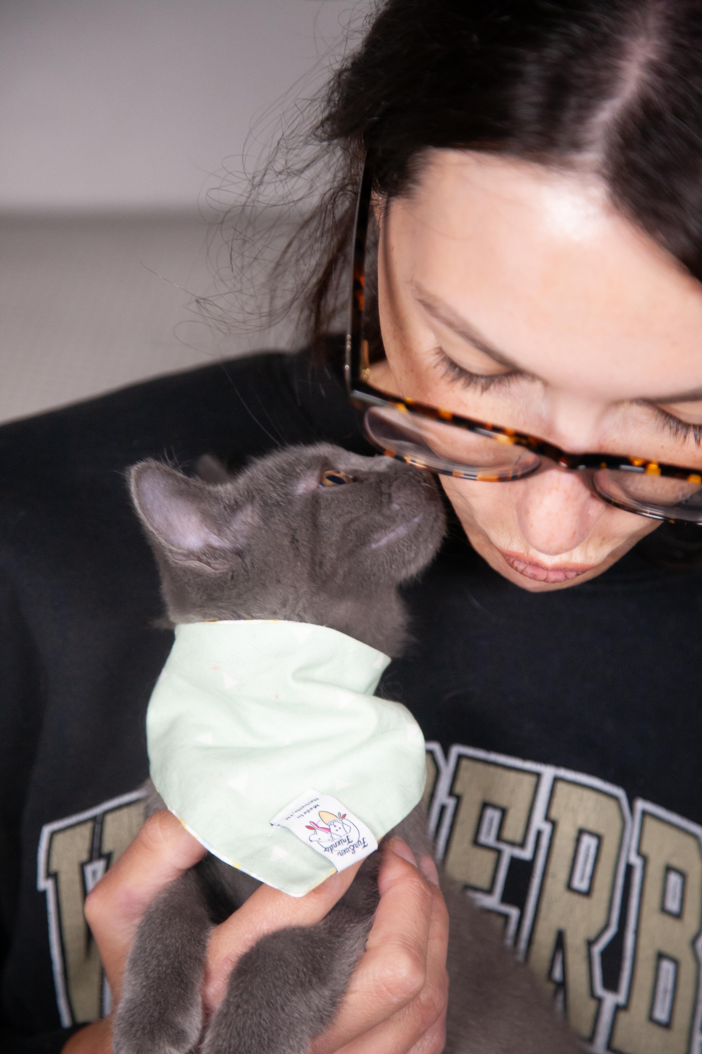 Mayari, a Adoptable Domestic Short Hair in Nashville, TN image 5/6