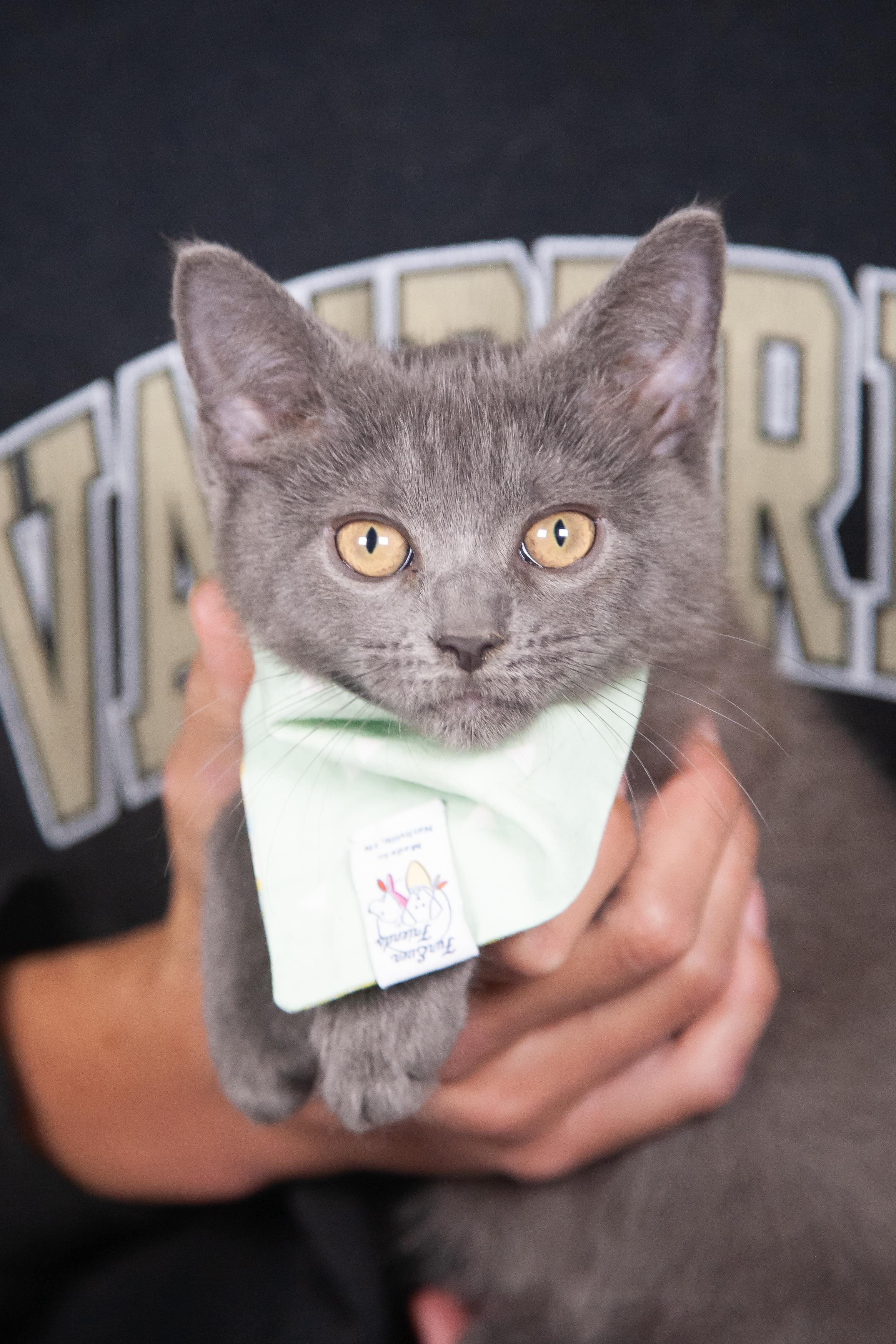 Mayari, a Adoptable Domestic Short Hair in Nashville, TN image 2/6