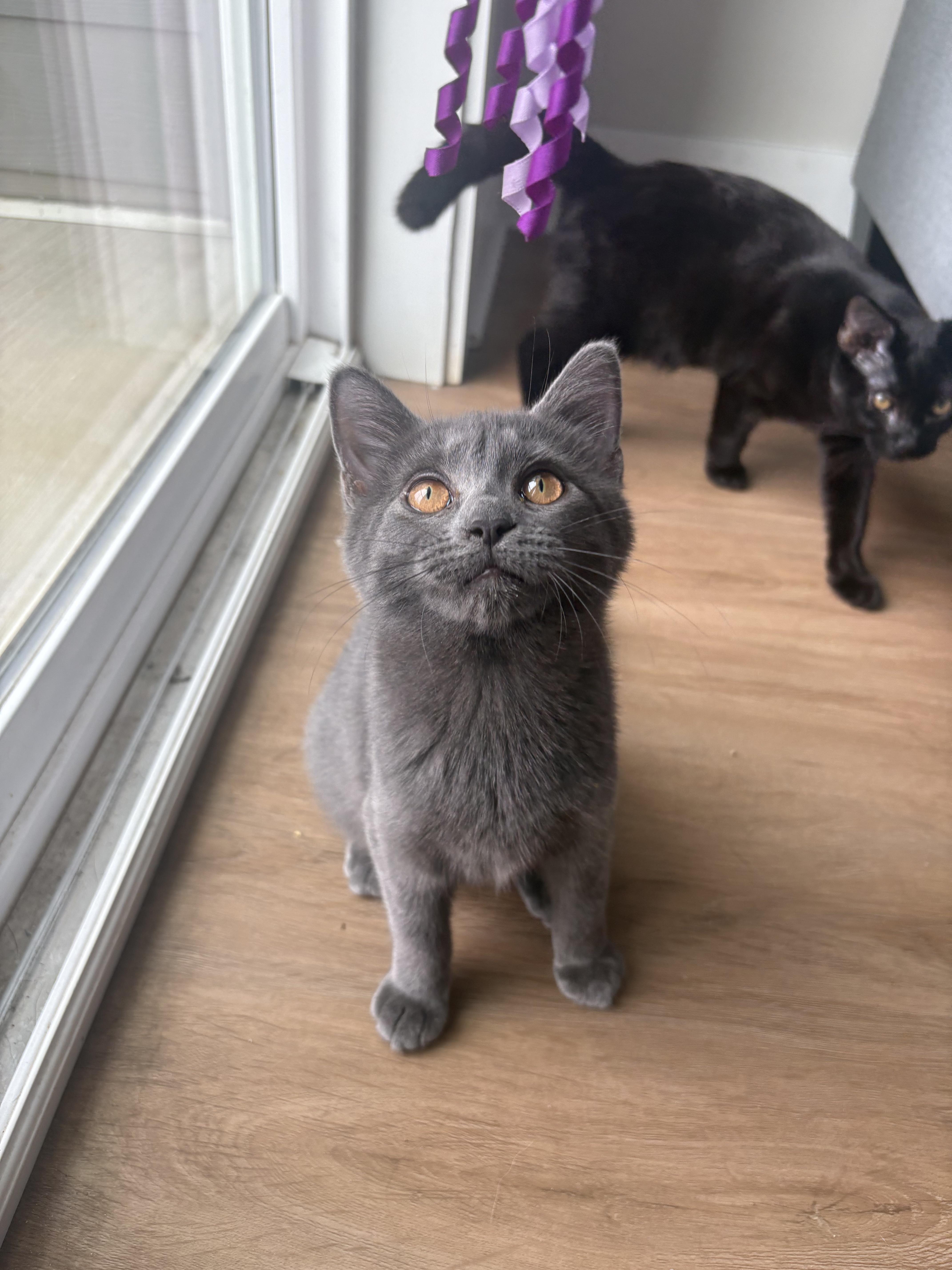 Mayari, Adoptable, Young Female Domestic Short Hair.