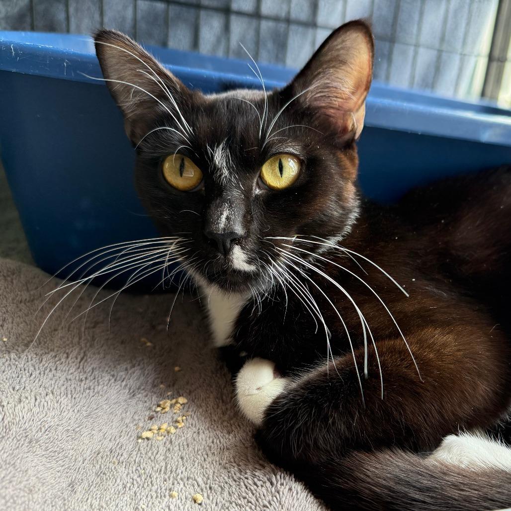 Blossom, Adoptable, Young Female Domestic Short Hair.