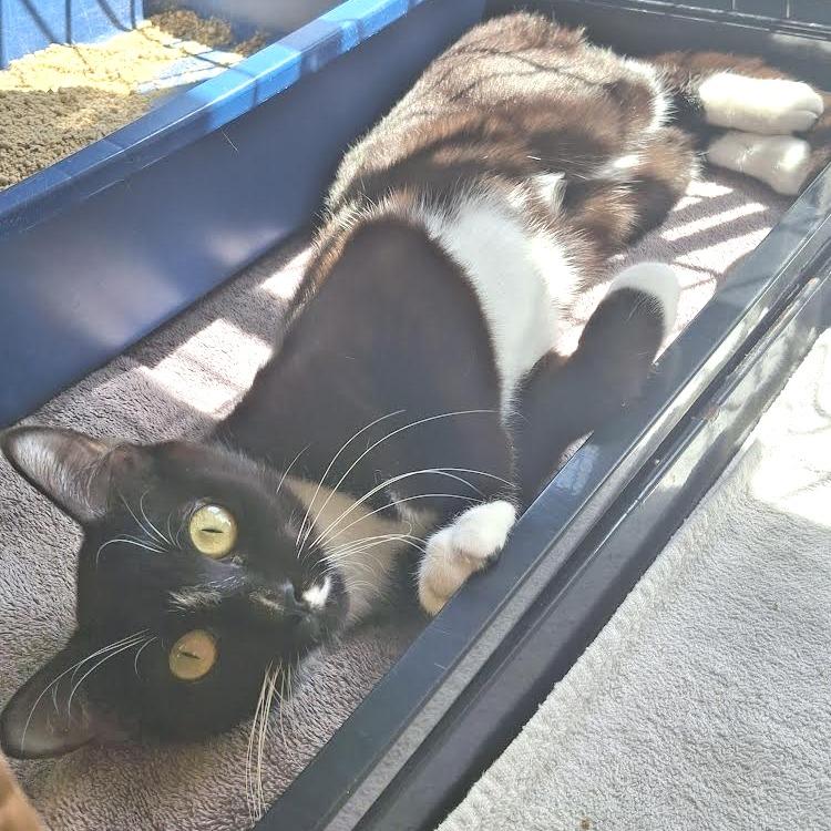 Blossom, a Adoptable Domestic Short Hair in Morrisville, VT image 2/3