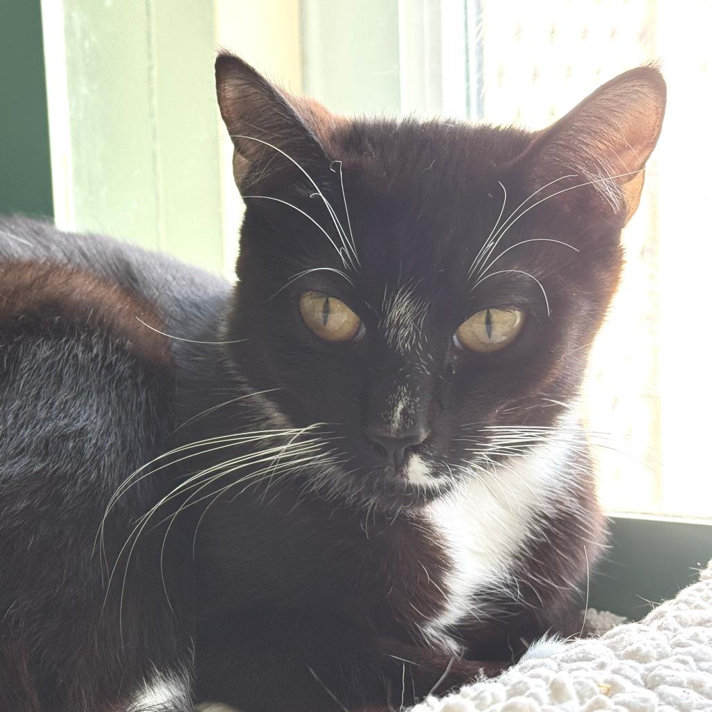 Enlarge Blossom, a Adoptable Domestic Short Hair in Morrisville, VT image 3/6