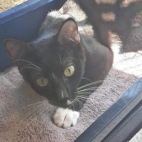 Blossom, a Adoptable Domestic Short Hair in Morrisville, VT image 3/3