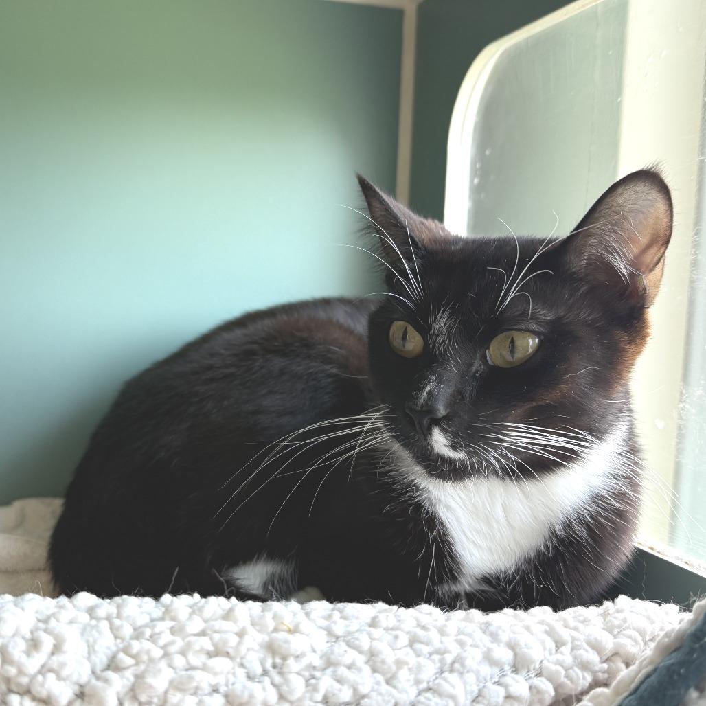 Enlarge Blossom, a Adoptable Domestic Short Hair in Morrisville, VT image 5/6