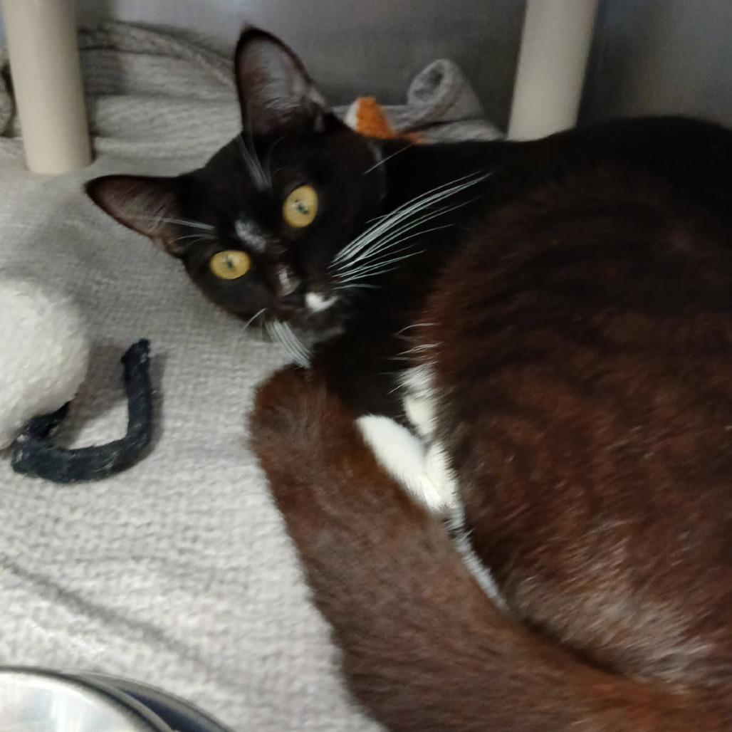 Blossom, Adoptable, Young Female Domestic Short Hair.