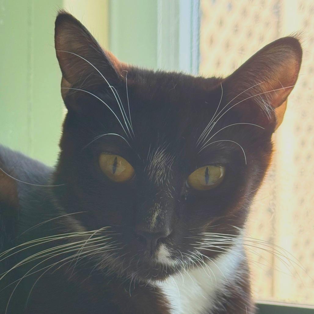 Enlarge Blossom, a Adoptable Domestic Short Hair in Morrisville, VT image 6/6