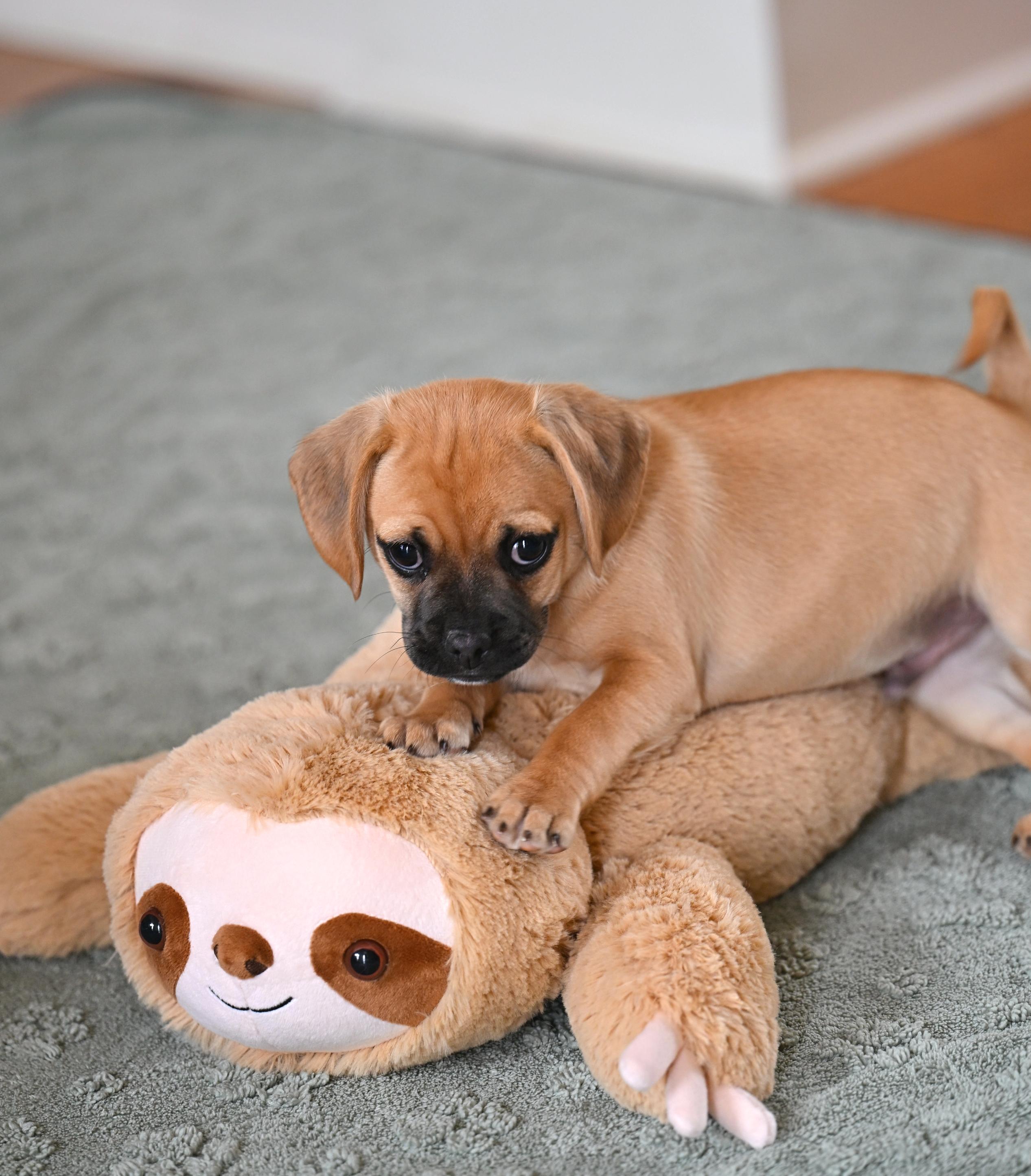 Theo of the Puggle Brothers!, adopted, Puppy Male Pug & Beagle.