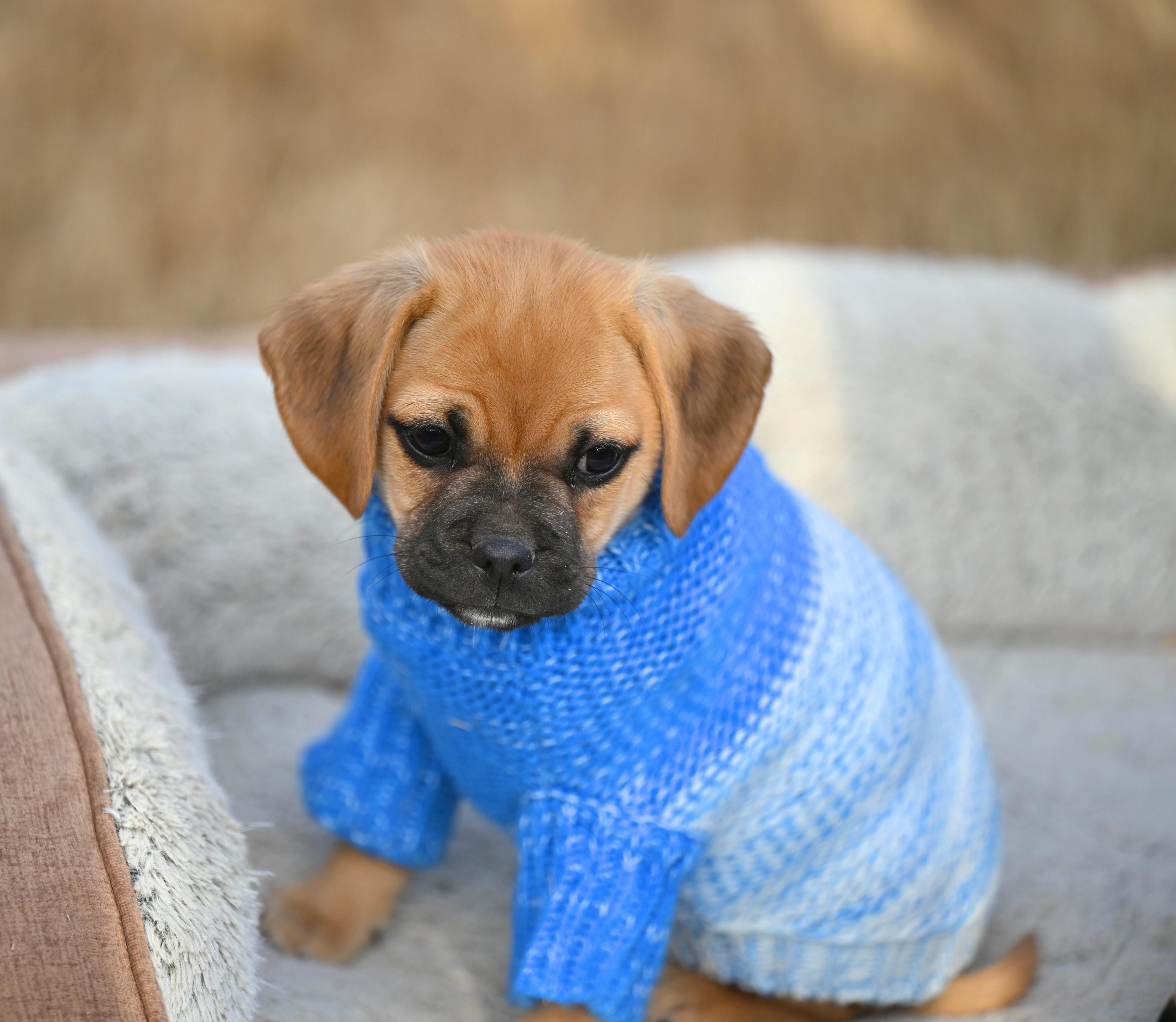 Enlarge Theo of the Puggle Brothers!, an adopted mixed breed in Essex, MD image 2/6