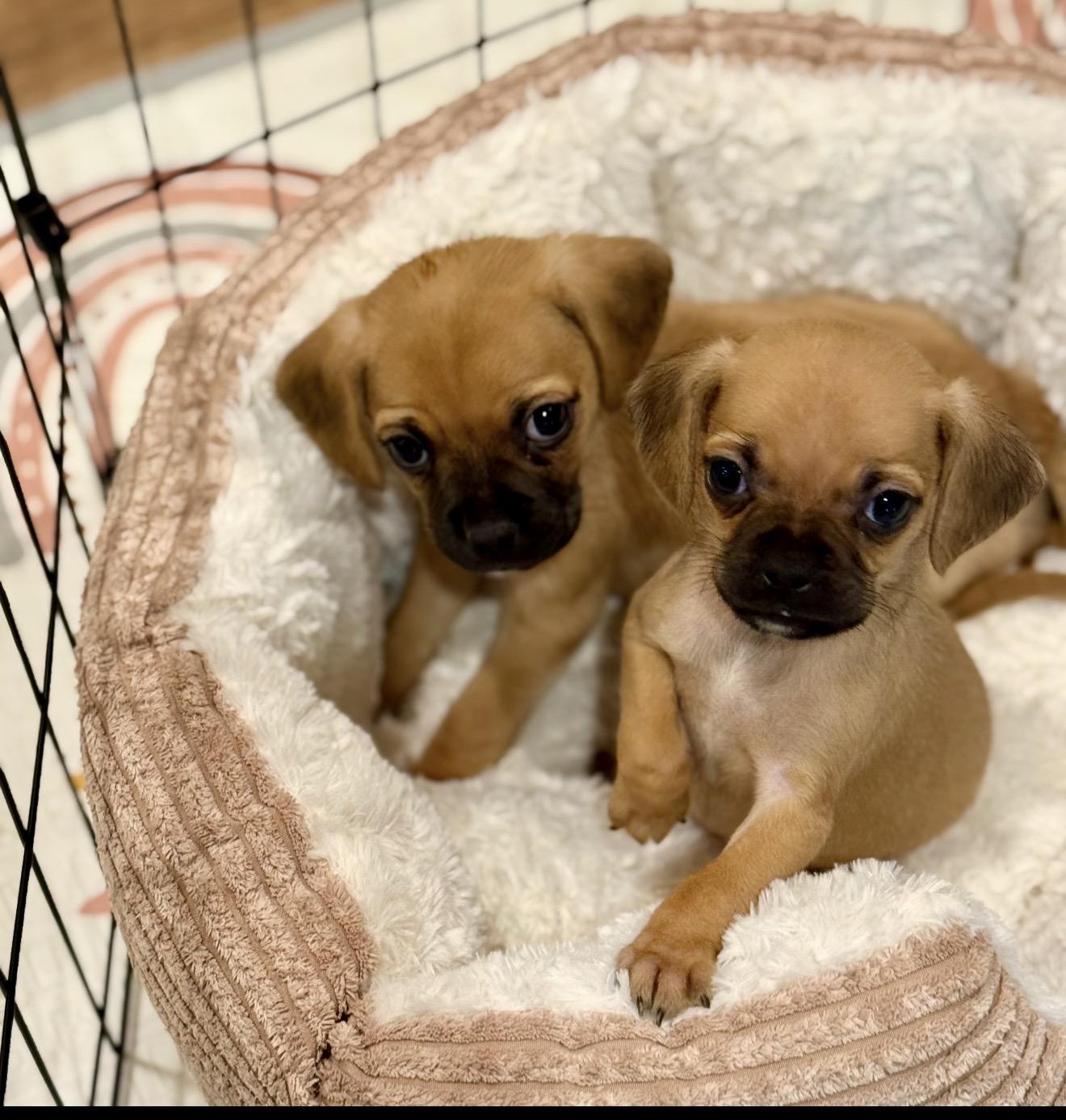 Enlarge Theo of the Puggle Brothers!, an adopted mixed breed in Essex, MD image 3/6