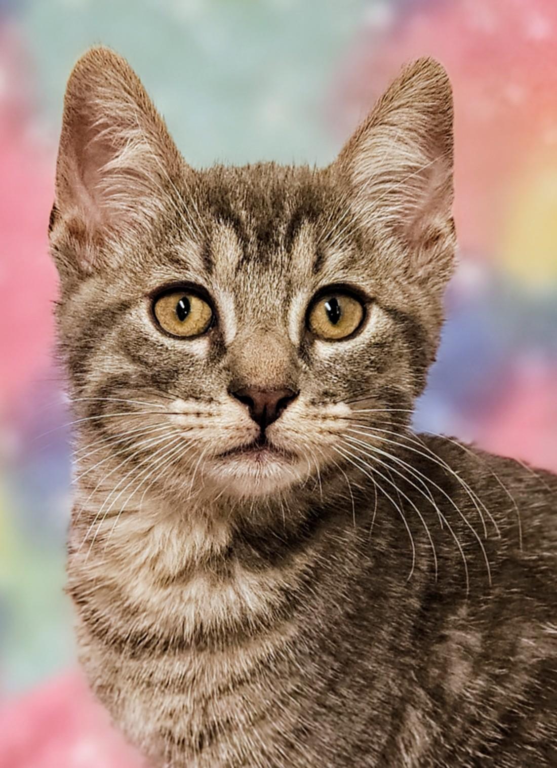 Sweetie - Rancho Cucamonga PetSmart, Adoptable, Kitten Male Domestic Short Hair.