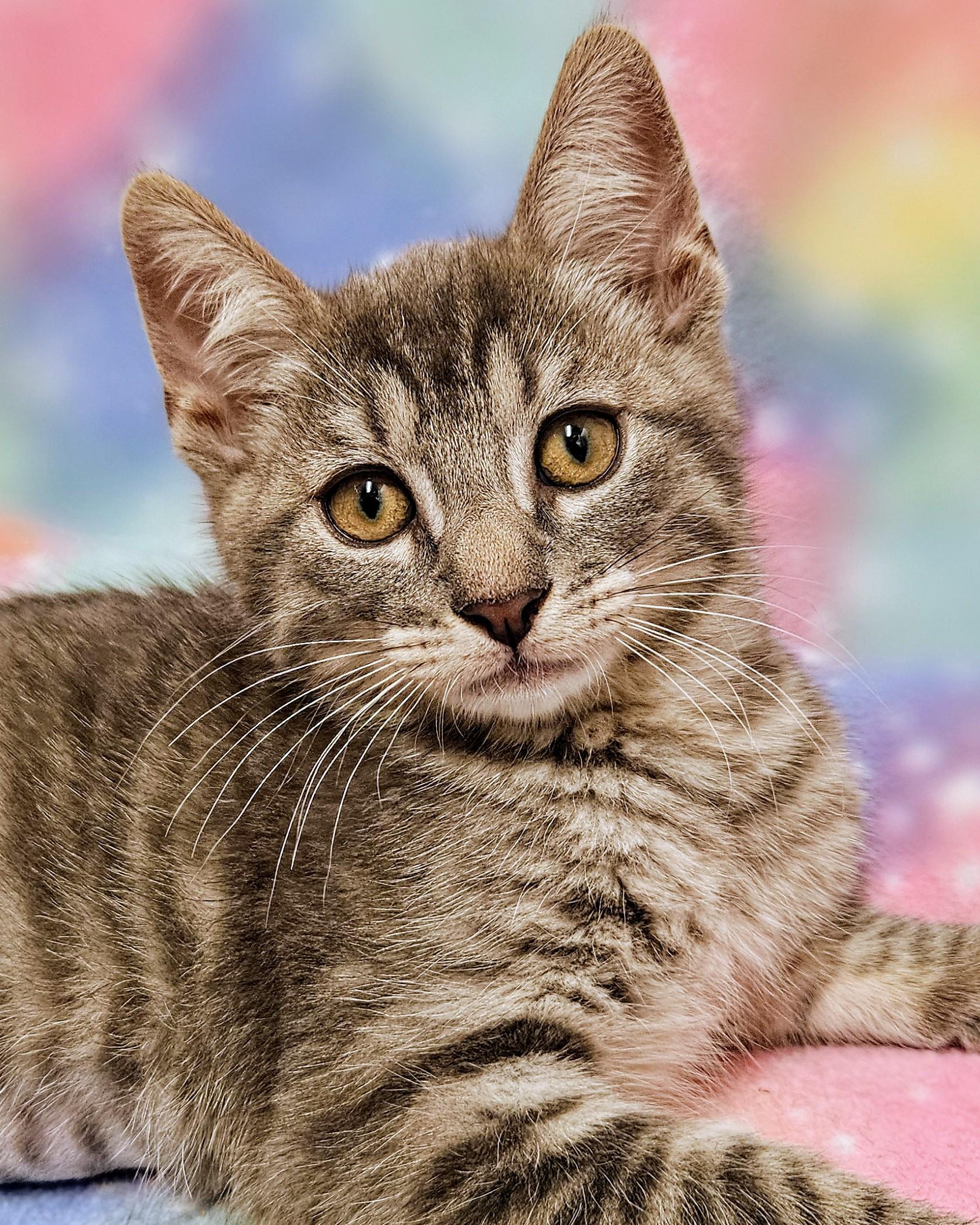 Enlarge Sweetie - Rancho Cucamonga PetSmart, a Adoptable Domestic Short Hair in Rancho Cucamonga, CA image 2/4